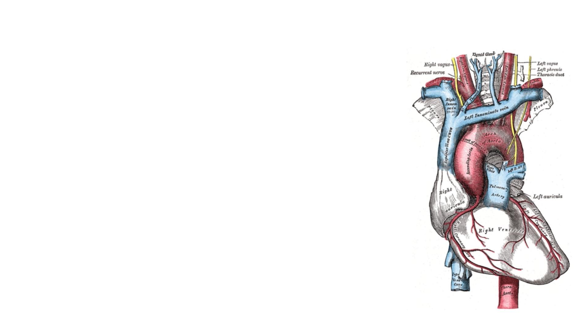 illustration, heartbeat, heart, human, 1080P, HD Wallpaper