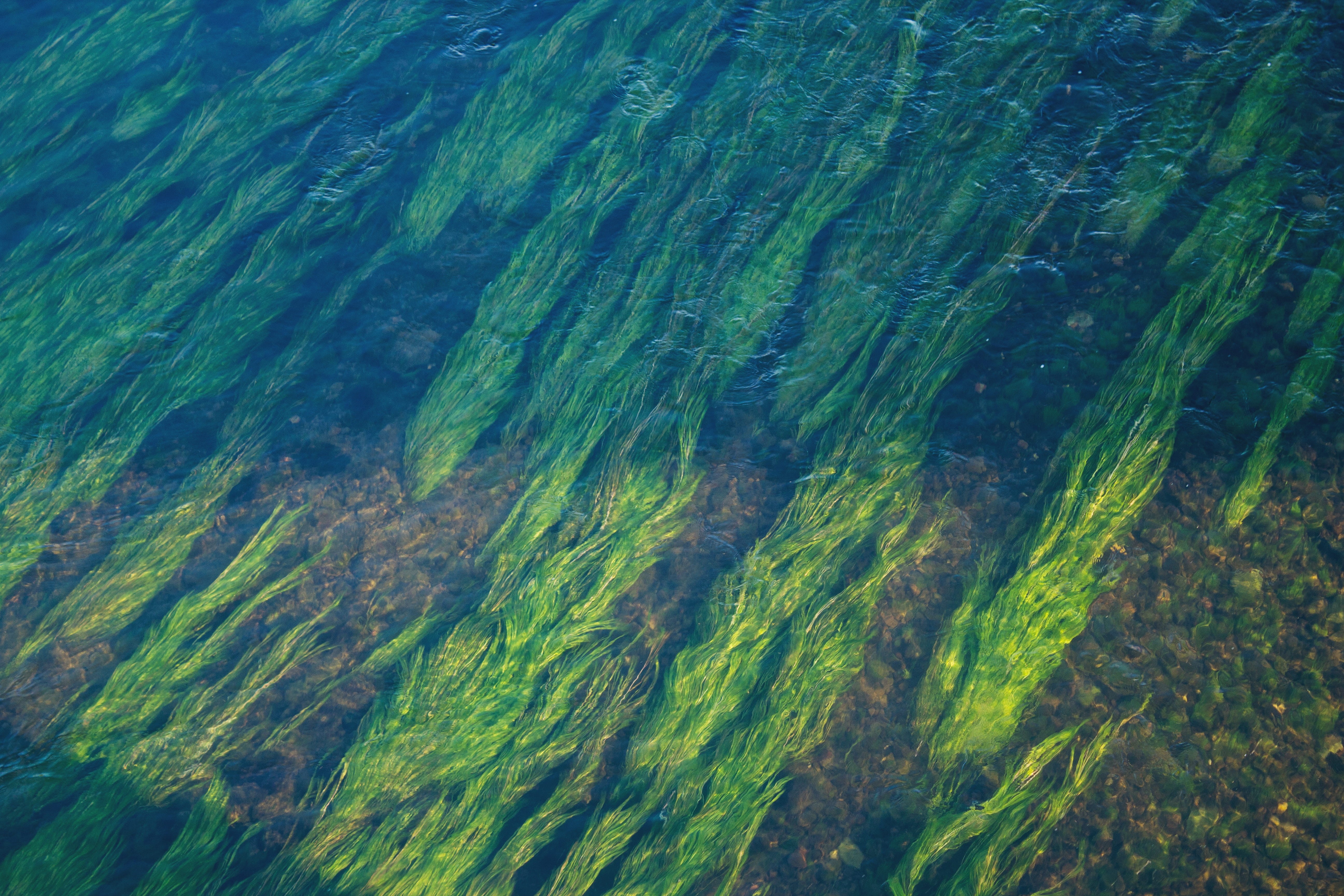 underwater, purity, motion, painting, 5K, high angle view, black, scenics - nature, beauty in nature, underwater photography, green, backgrounds, tranquility, HD Wallpaper