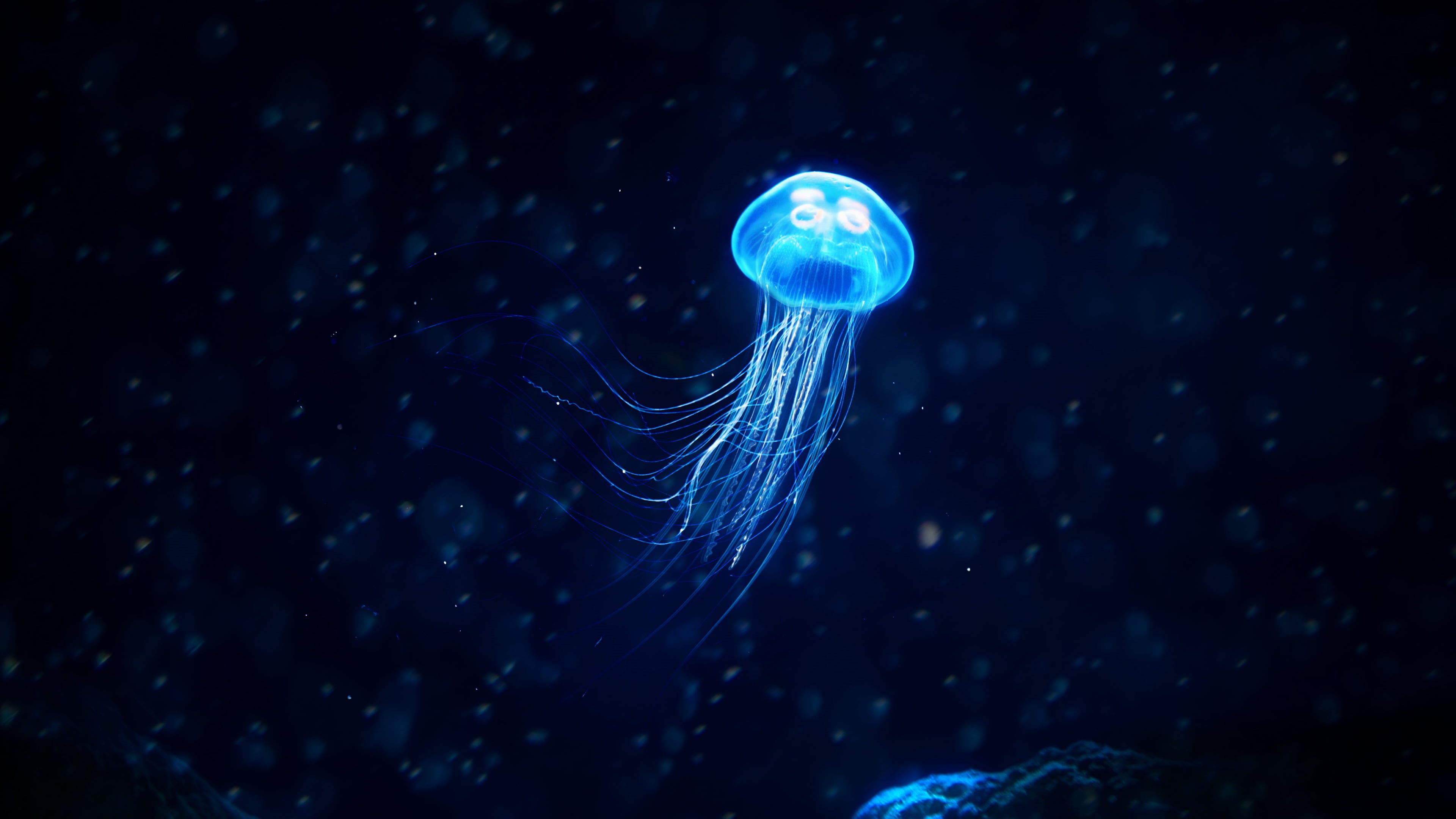 Blue, Glowing Jellyfish, Fishes, Jellyfish, 4K, HD Wallpaper