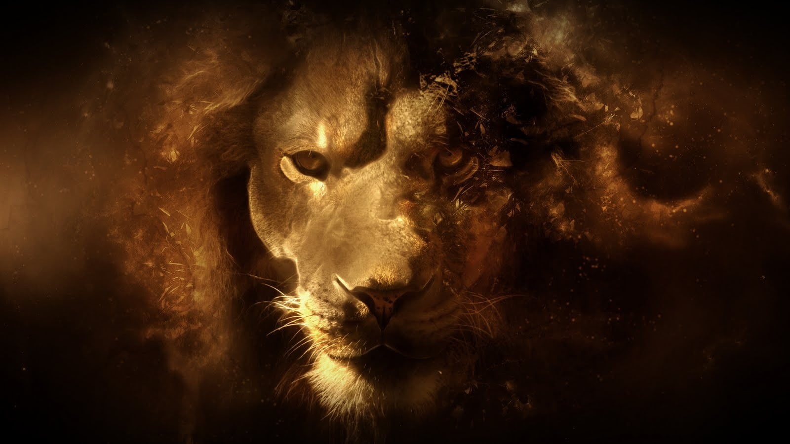 looking at camera, male, animal, one animal, animal body part, lion - feline, animals in the wild, 720P, nature, vertebrate, carnivora, mammal, HD Wallpaper