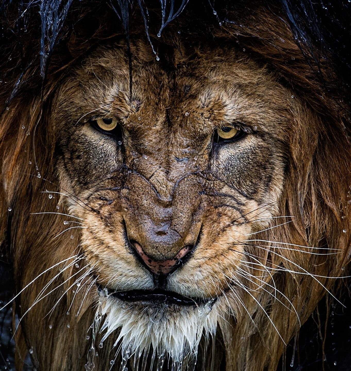 day, animal eye, portrait, lion - feline, no people, one animal, mammal, photography, animal head, water drops, lion, whisker, brown, animal, big cat, animal wildlife, Phone HD Wallpaper