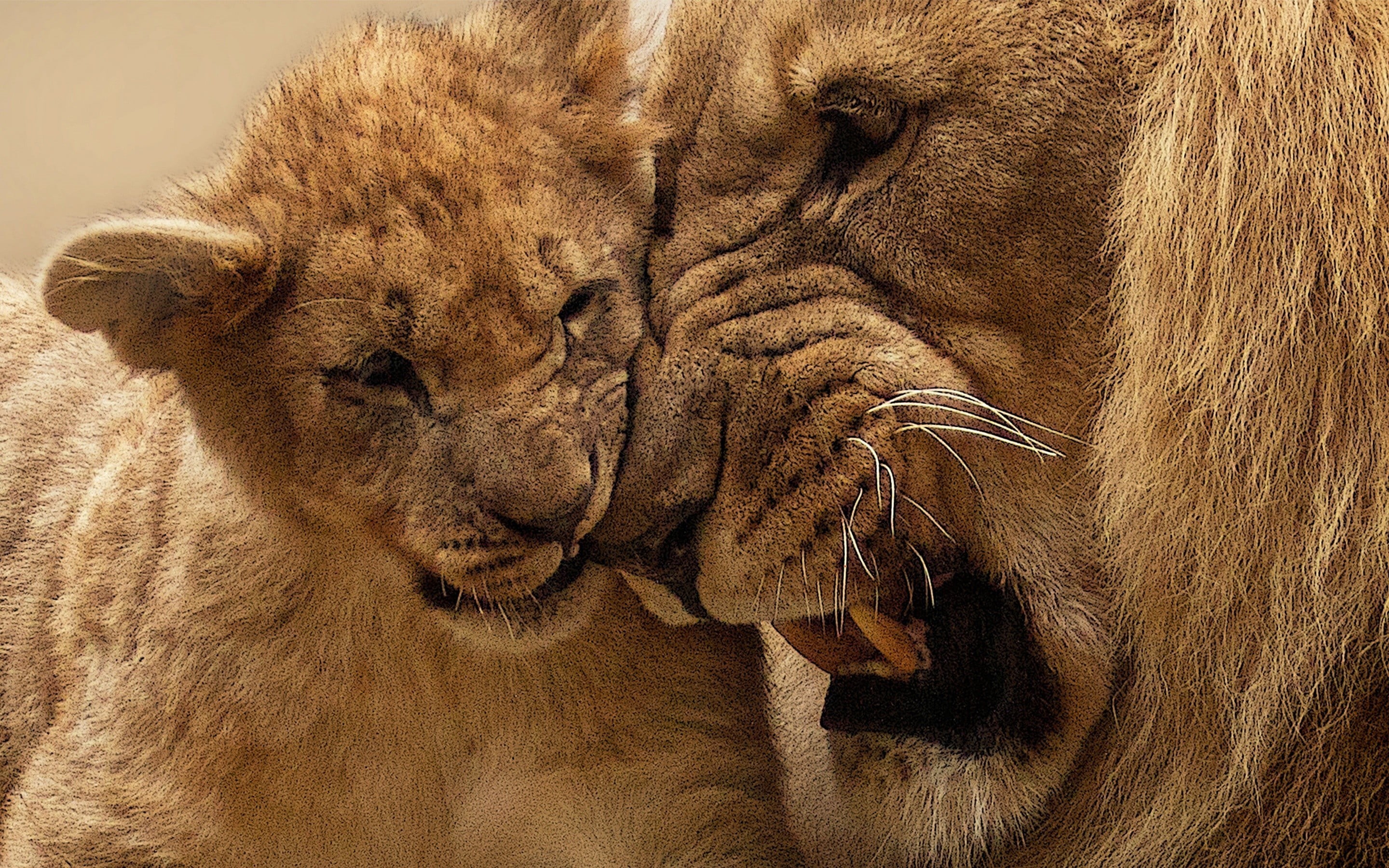 baby animals, cat, one animal, animal head, animals in the wild, portrait, cub, safari, animals, animal wildlife, 2K, adult, lion - feline, close-up, mammal, HD Wallpaper