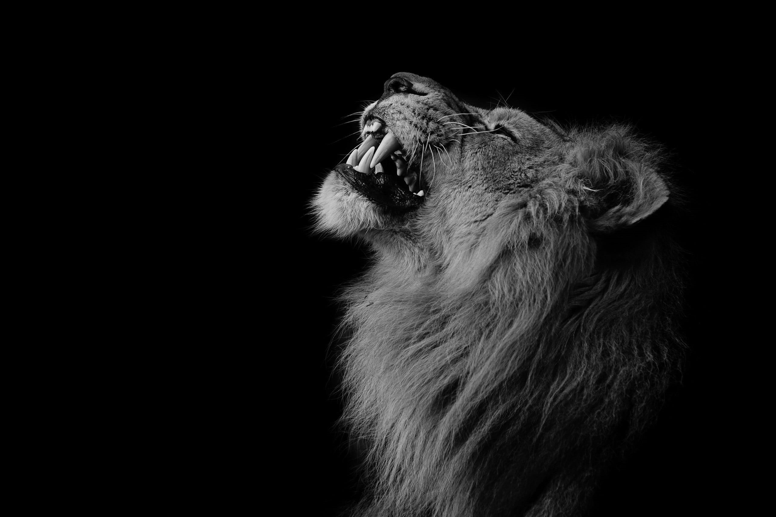 animal head, close-up, animals, lion - feline, photography, animals in the wild, lion, animal body part, animal wildlife, 2K, animal themes, no people, HD Wallpaper