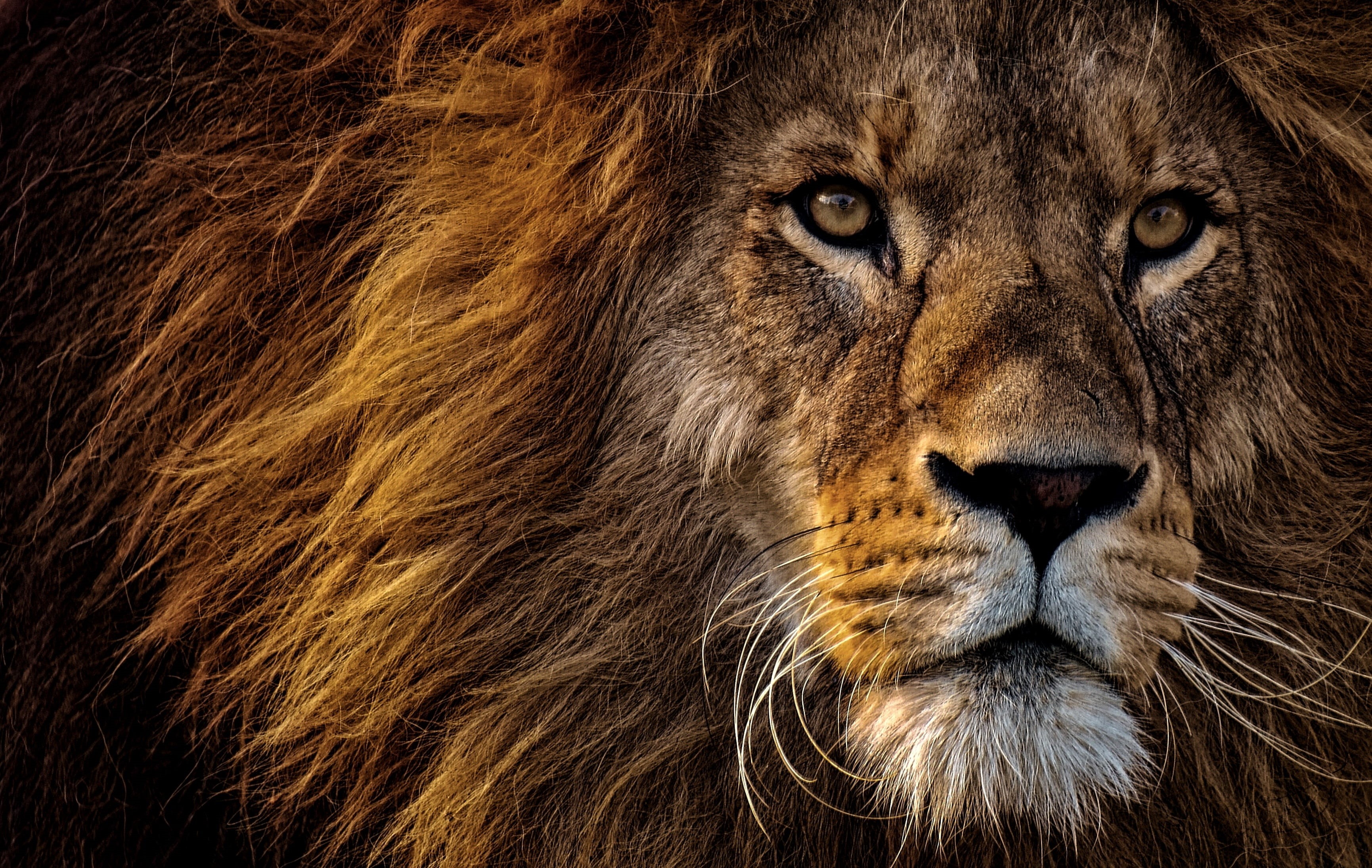 animal head, mane, close-up, vertebrate, animal body part, animals in the wild, lion, predator, 2K, whisker, black background, animal themes, mammal, animal, HD Wallpaper