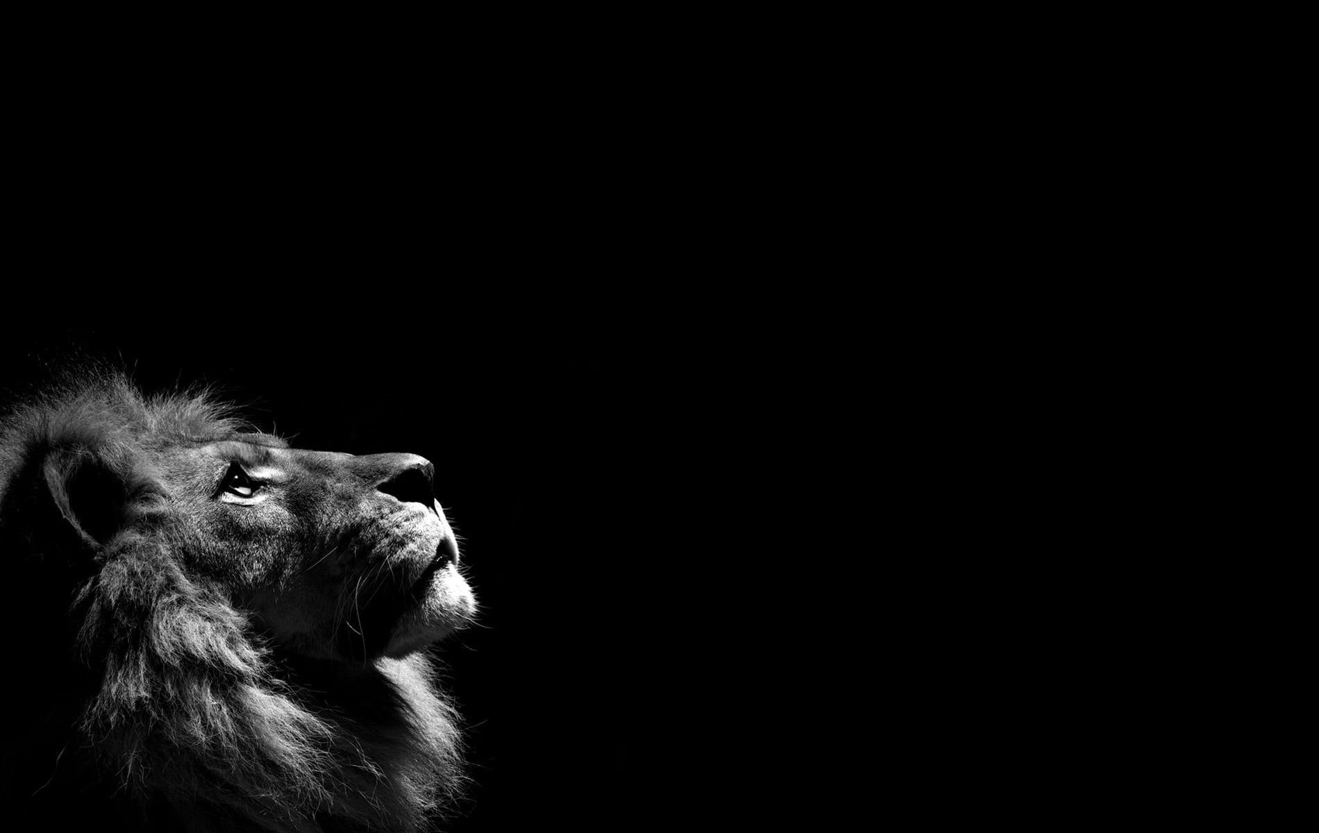 mammal, no people, black background, animal wildlife, illustration, animal themes, ape, studio shot, primate, vertebrate, grayscale, close-up, animals, HD Wallpaper