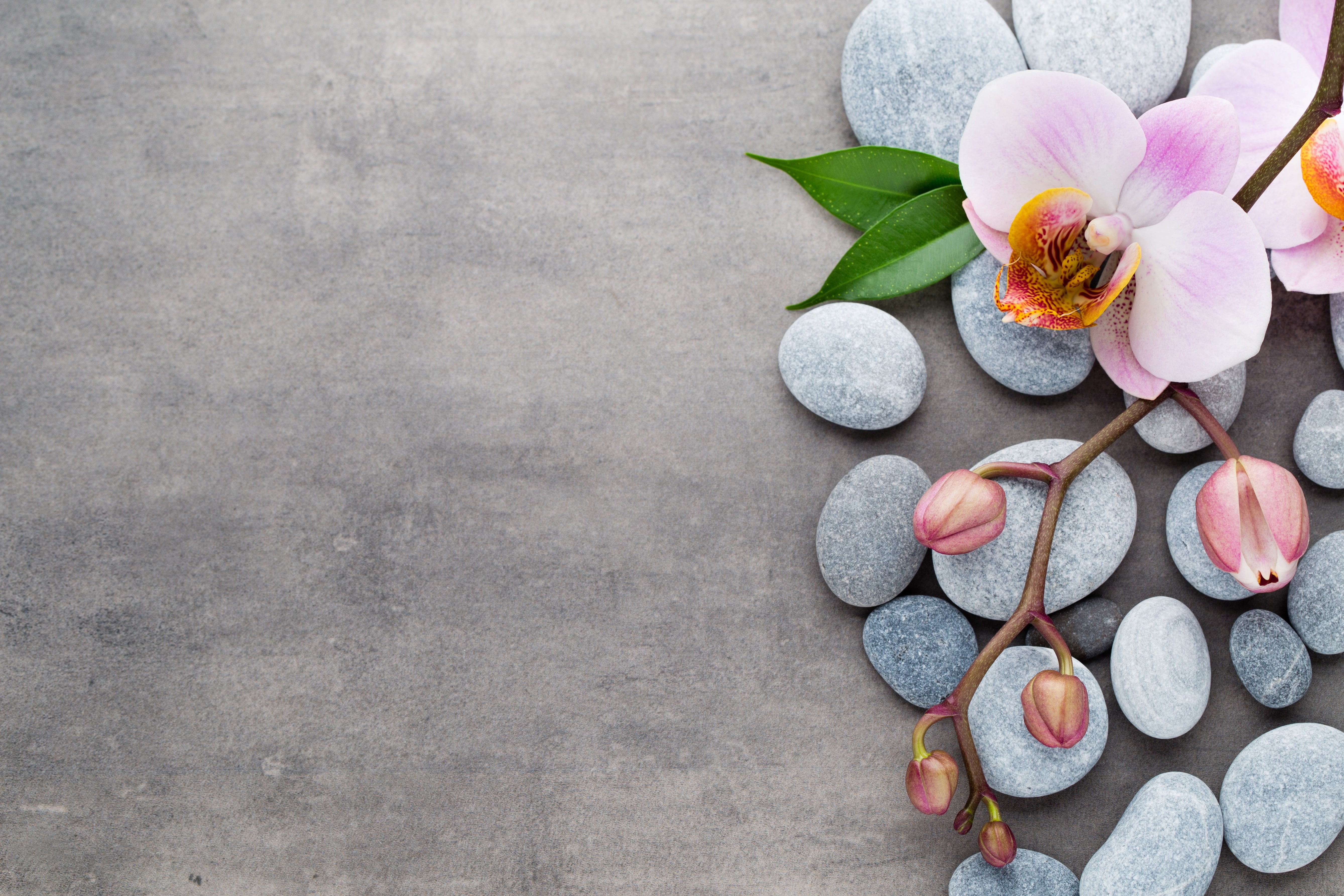 freshness, pebble, petal, 5K, flowers, concrete, stones, indoors, rock, close-up, pink, still life, flower, flowering plant, flower head, pink color, high angle view, HD Wallpaper