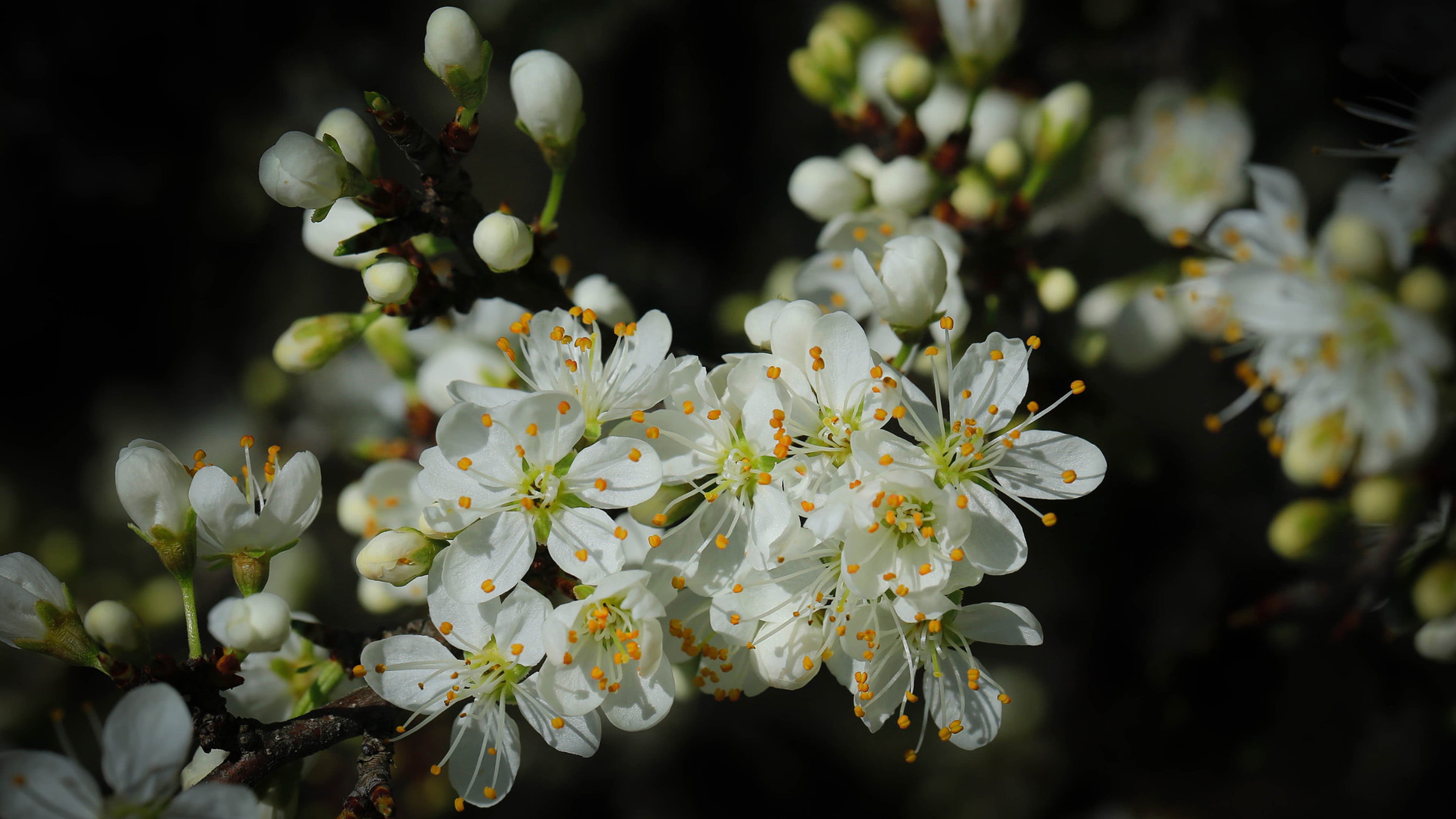 4K, bunch of flowers, petal, growth, phones, blossom, day, beauty in nature, laptop, nature, black, background, fragility, flowers, tree, green, HD Wallpaper