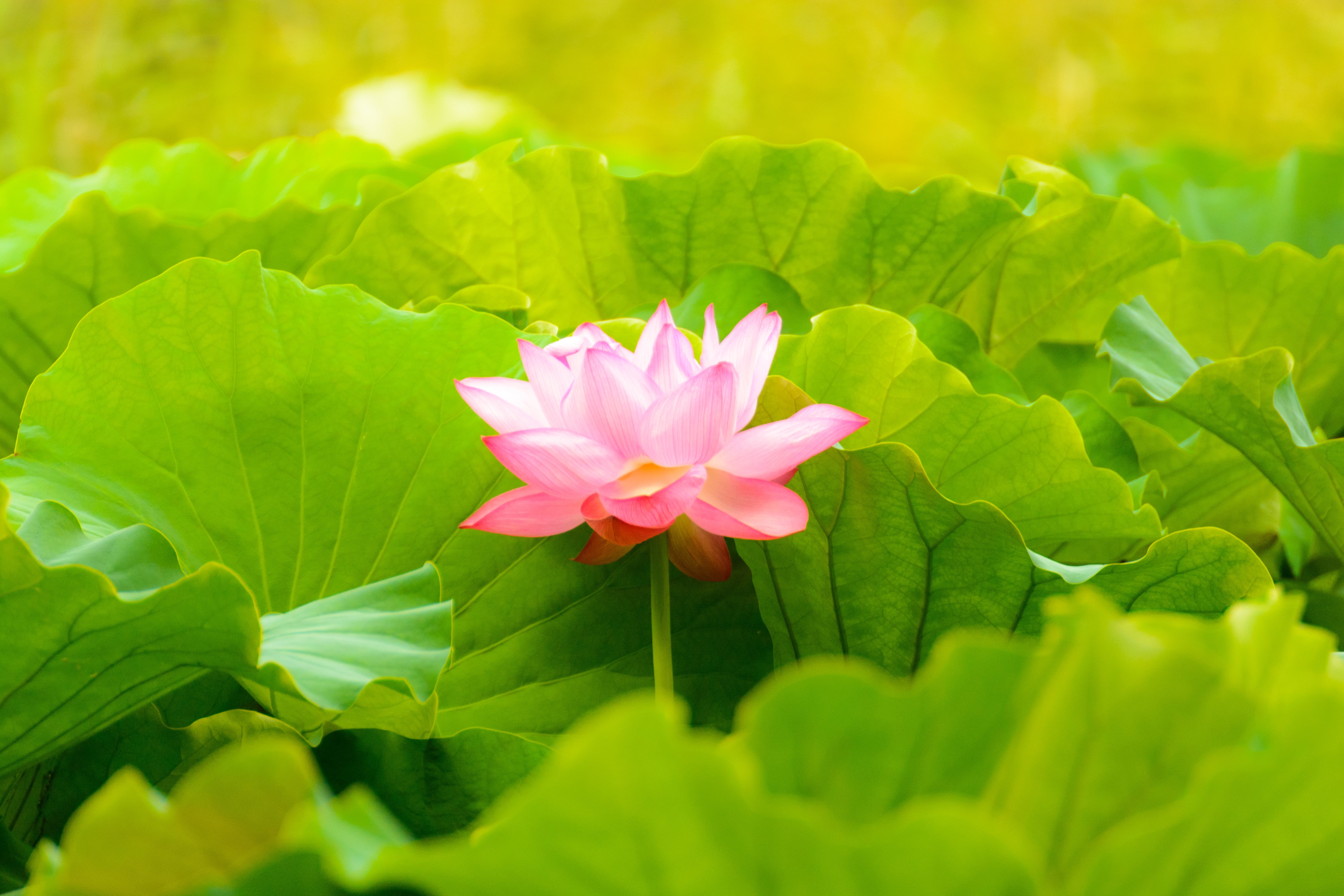 flower Head, nature, botany, f/4, Tokyo  Japan, pink Color, plant, Ueno, lotus Water Lily, leaves, pink, Taito-ku, petal, green leaves, Shinobazu Pond, HD Wallpaper