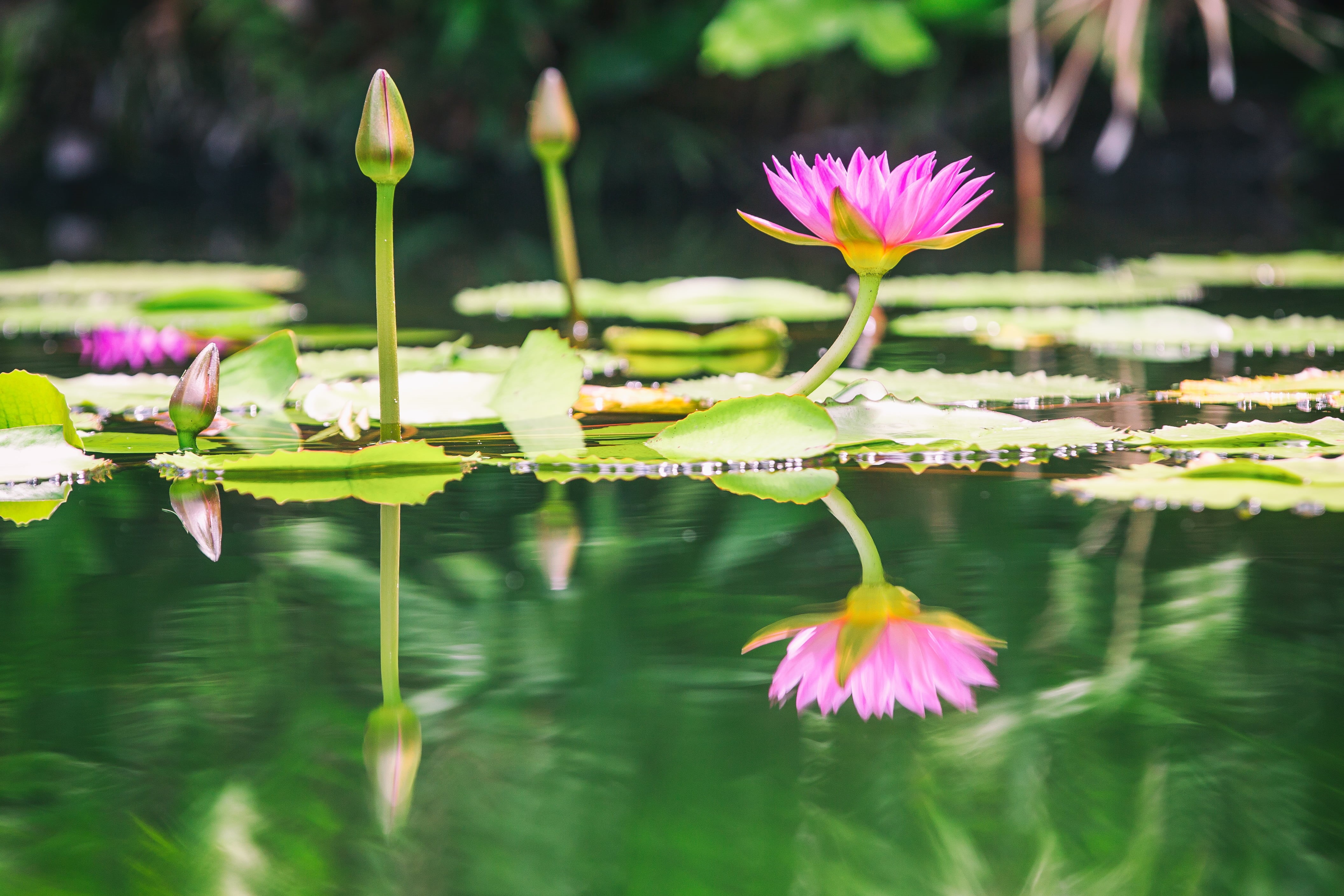4K, Hawaii, Resort, botany, nature, lake, lily, water, So Close, Wailea, summer, lotus Water Lily, petal, flower, beauty In Nature, pink Color, Body, leaf, HD Wallpaper
