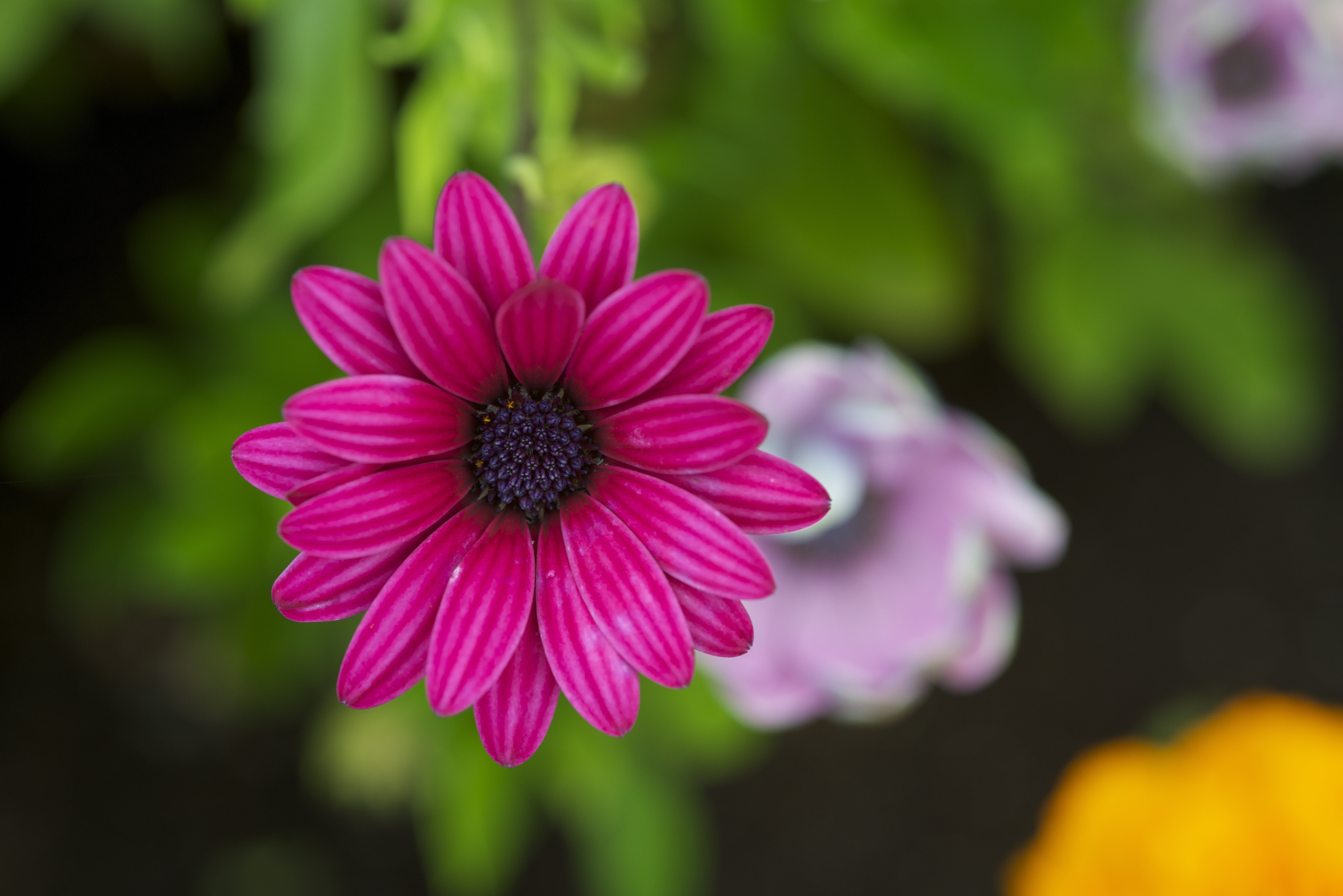 petaled, focus, flower Head, flower, pink Color, selective, petal, summer, pink, nature, 5K, close-up, plant, photo, HD Wallpaper