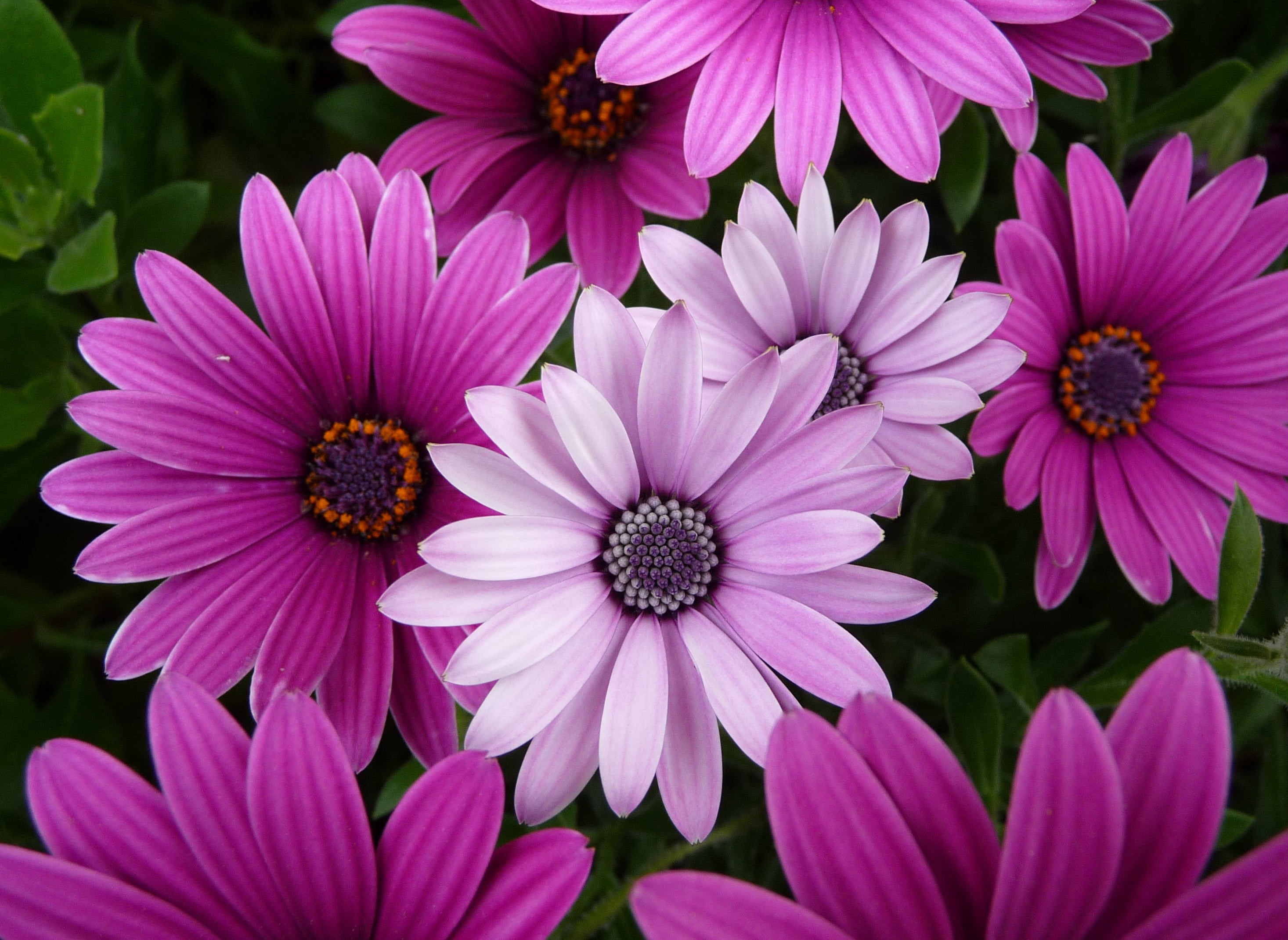 panasonic, nature, multi Colored, plant, Macro, pink Color, botany, purple, beauty In Nature, petaled, freshness, 2K, Lumix, flower, petal, Mode, summer, HD Wallpaper