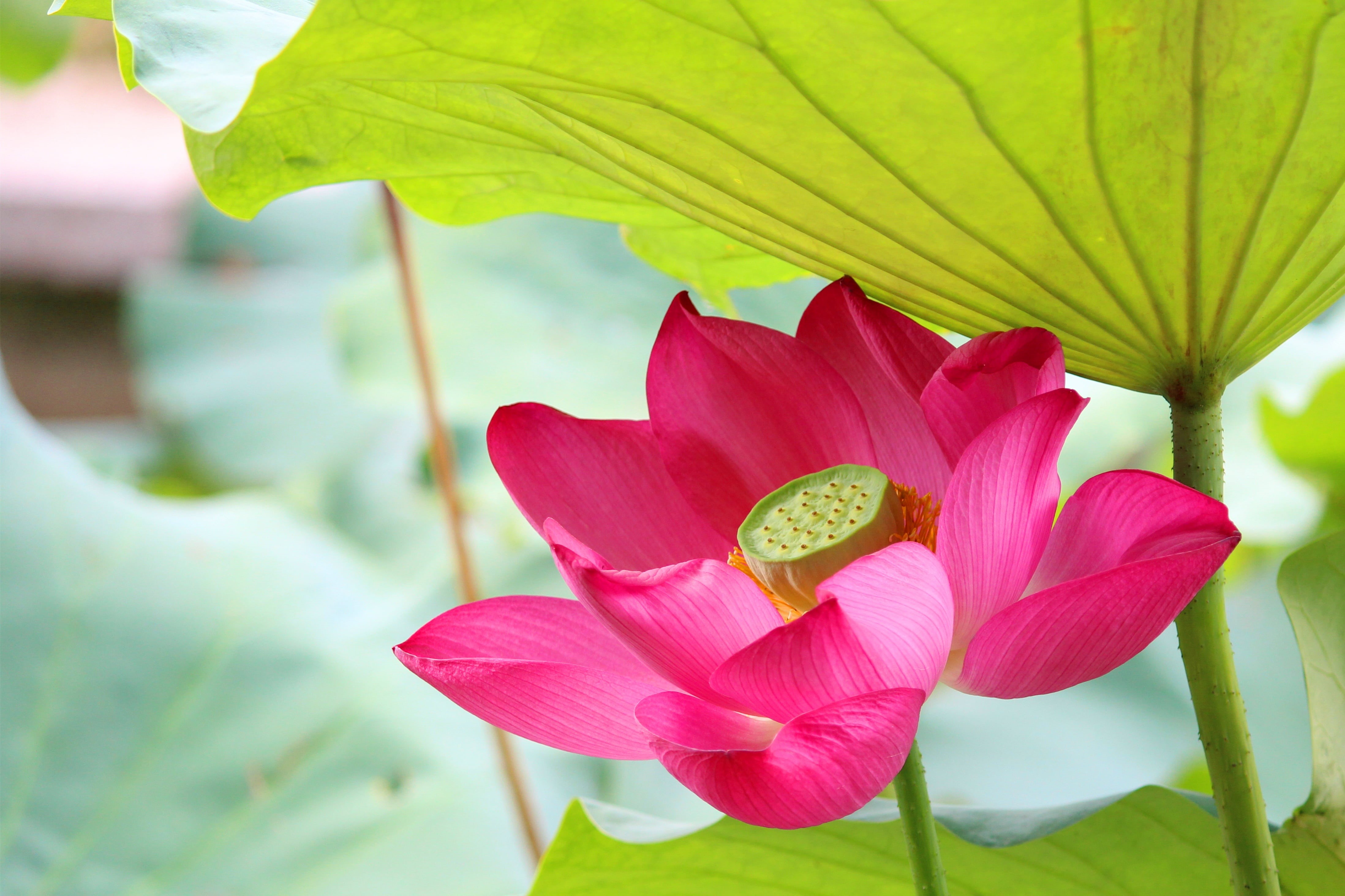 green color, no people, flower, focus on foreground, petal, freshness, flower head, fragility, day, inflorescence, close-up, leaf, outdoors, nature, water lily, HD Wallpaper