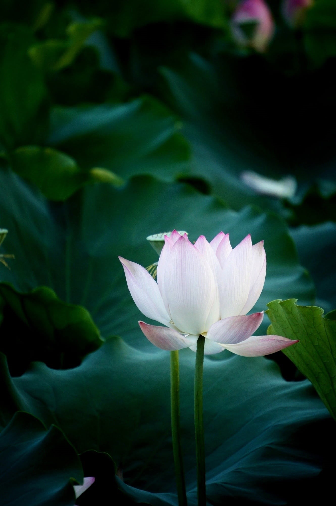 1080P, natural, vulnerability, flower Head, no people, nature, petal, water, plant part, summer, pond, focus, lotus, flowering plant, petaled, leaf, water Lily, Phone HD Wallpaper