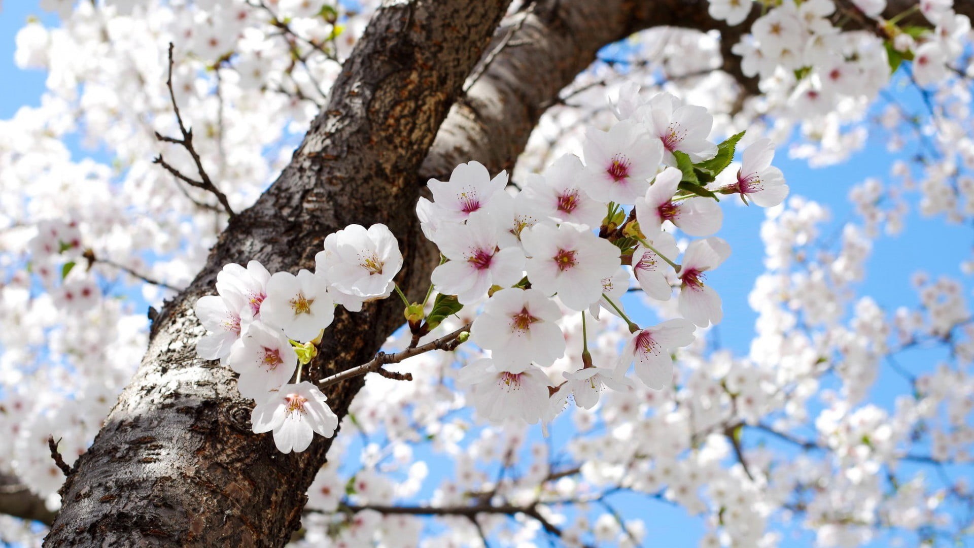 vulnerability, petaled, flowering plant, growth, fragility, flowers, cherry blossom, plant, white color, plants, trees, beauty in nature, springtime, no people, HD Wallpaper