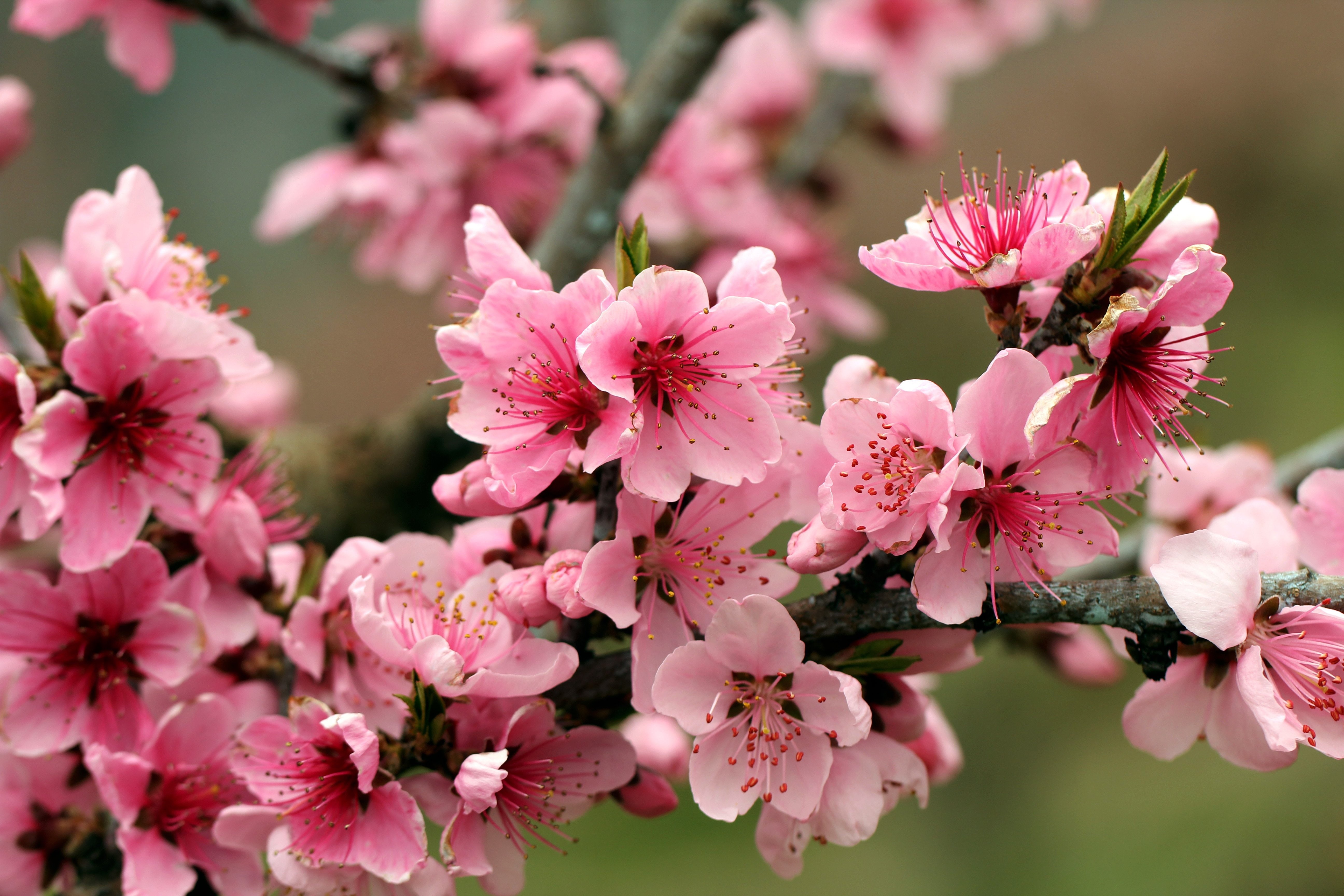 spring, 5K, blossoms, plum, tender, pink, bright, flowers, tree, petals, HD Wallpaper