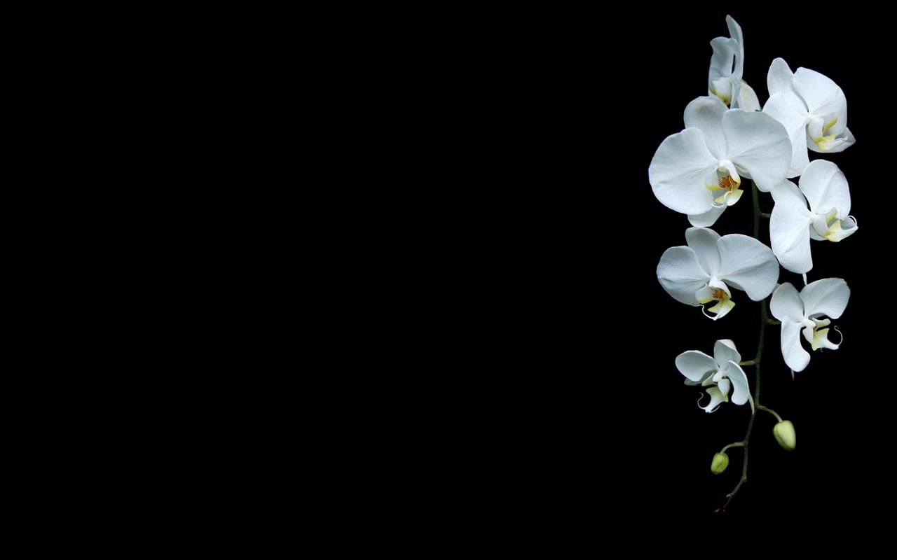 copy space, vulnerability, orchid, nature, no people, white color, flower head, flowering plant, white, springtime, flower, orchids, pollen, black background, HD Wallpaper