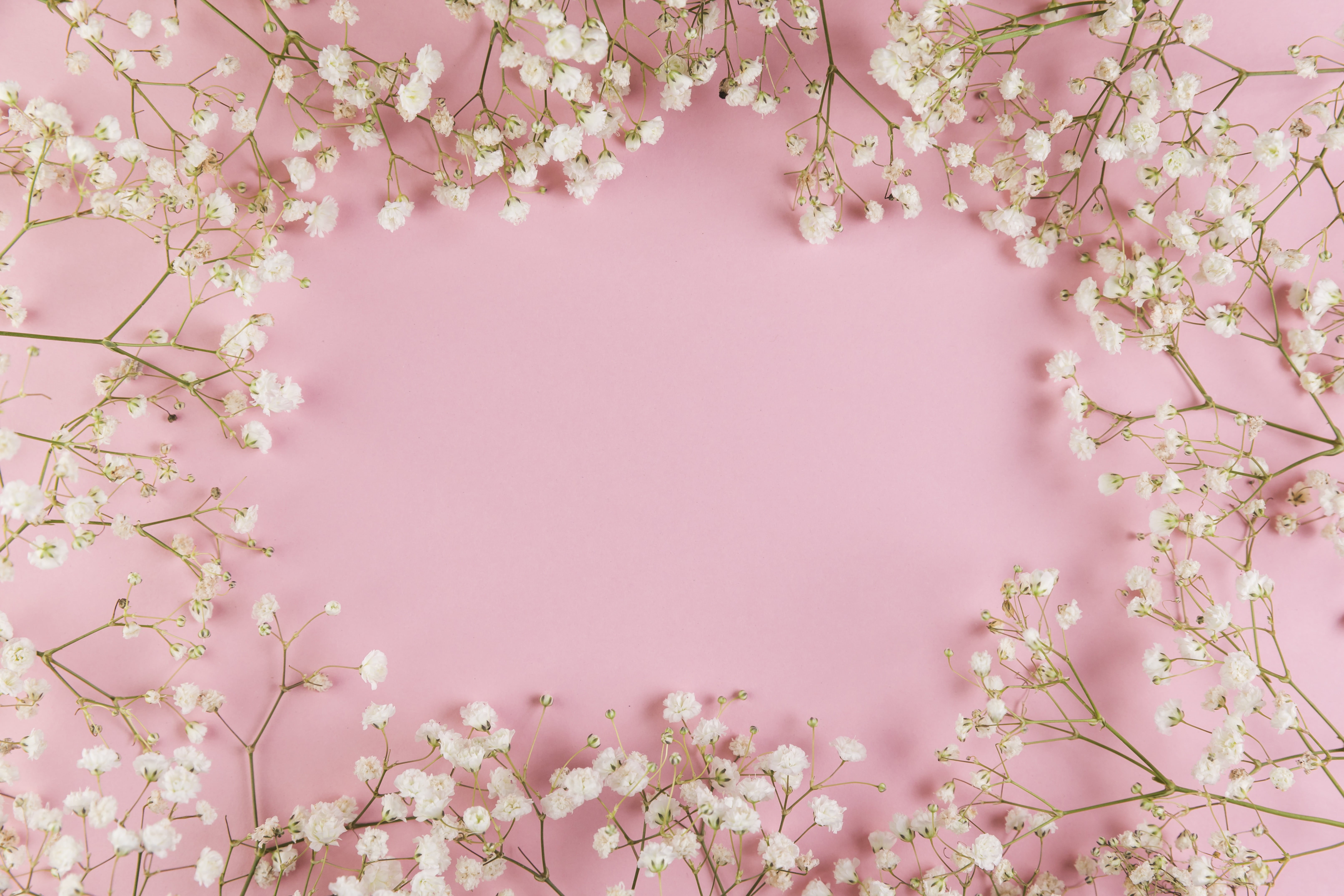 pink, frame, flowers, 5K, tender, pink background, floral, background, white, HD Wallpaper