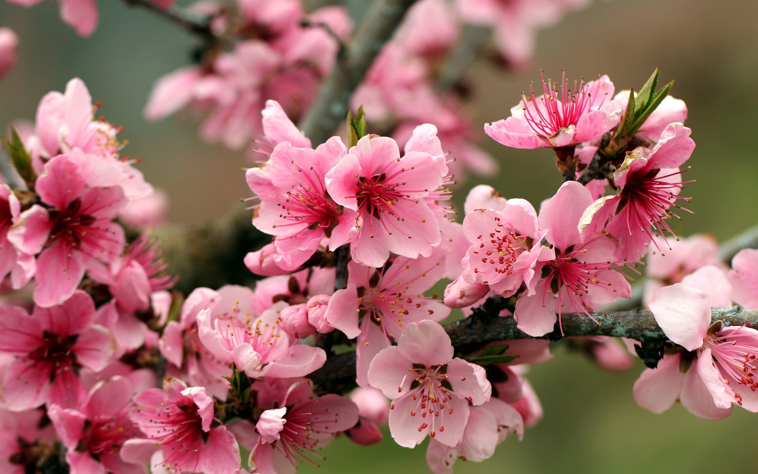 Apple, Blossoms, Tree, Pink, 2K, Spring, Flowers, HD Wallpaper