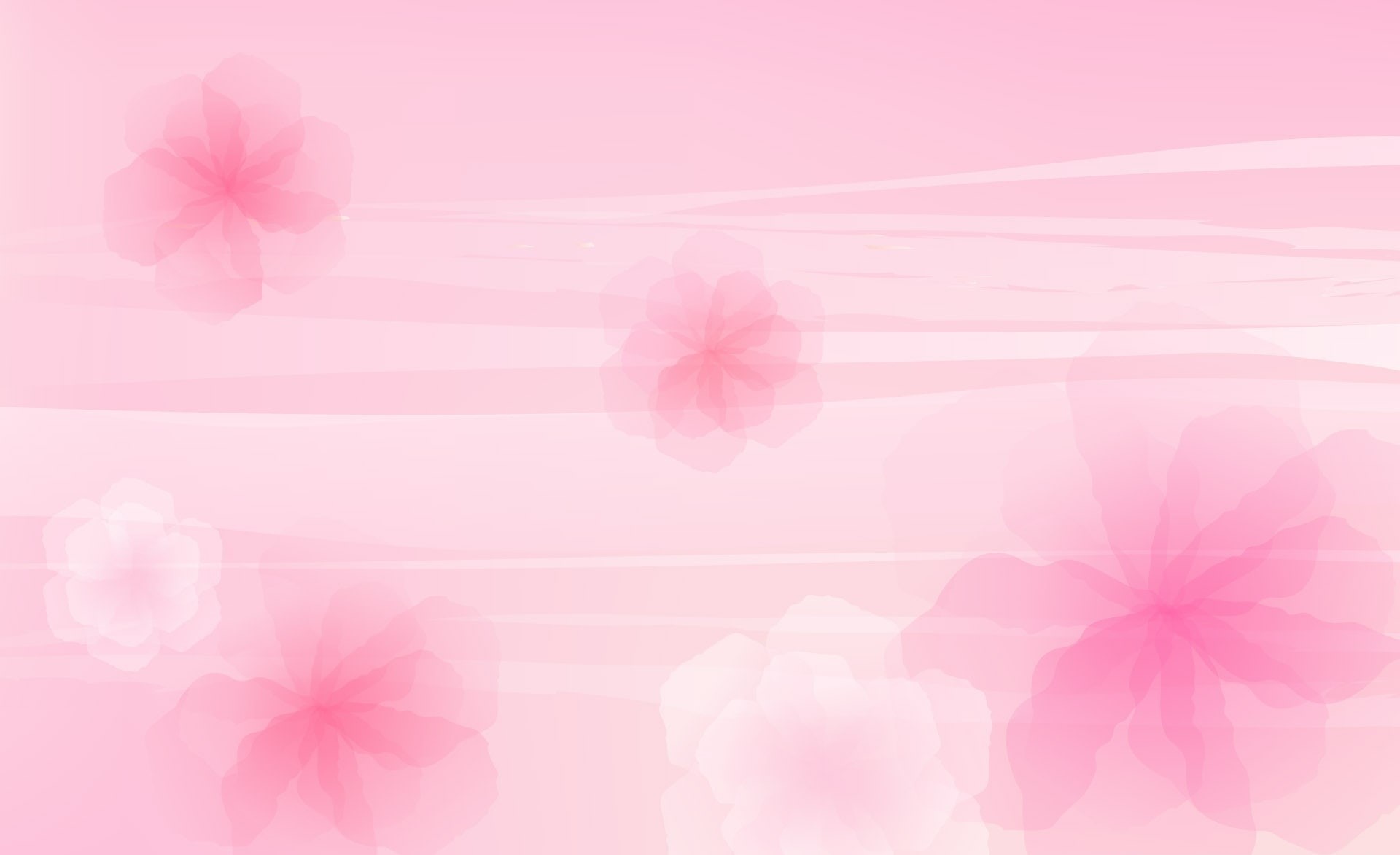  indoors, fragility, close-up, full frame, flower, beauty in nature, nature, Flowers, white, Aero, backgrounds, pink color, plant, Vector Art, HD Wallpaper