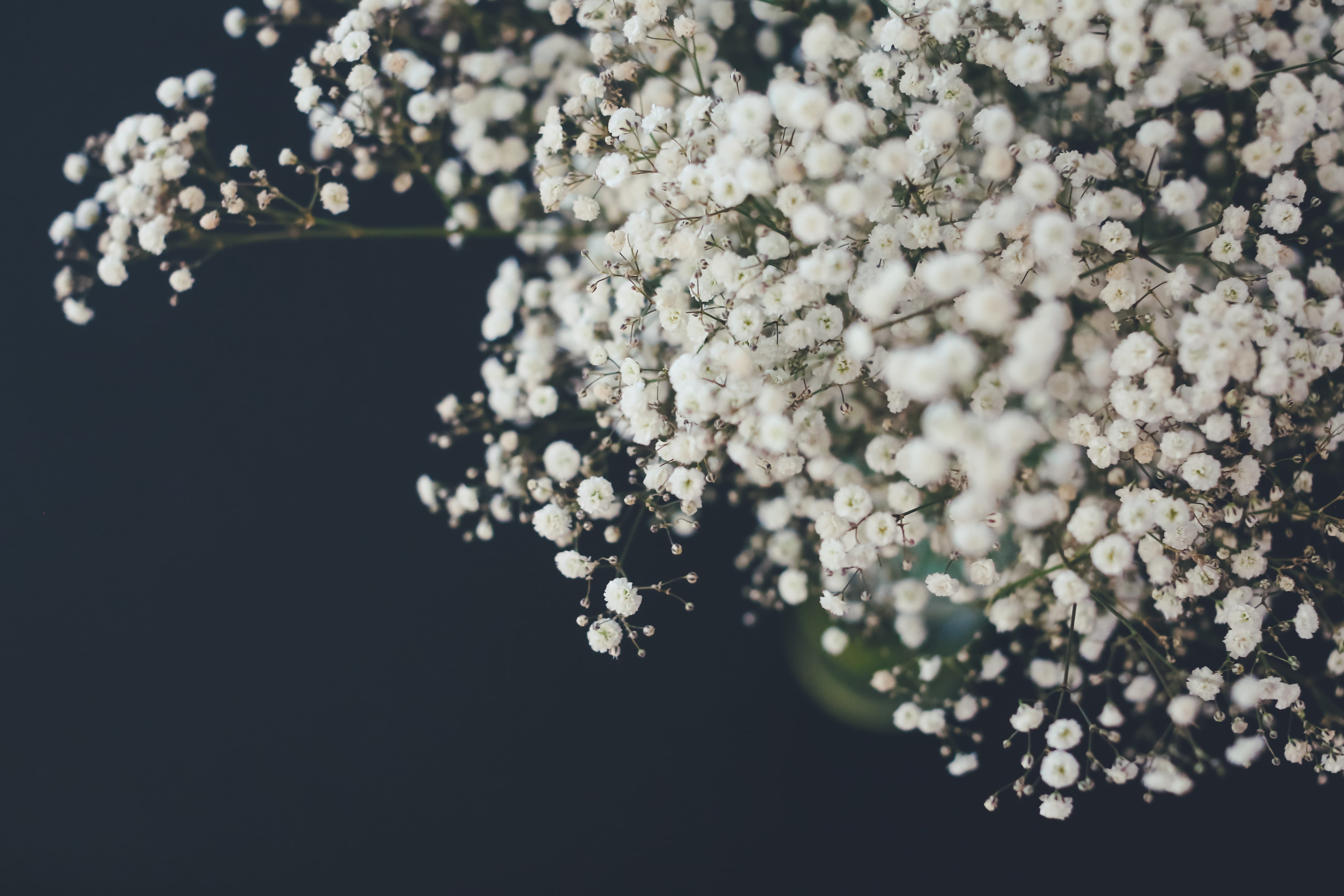 growth, no people, cherry blossom, white, freshness, vulnerability, white color, breath, shallow, focus, beauty in nature, photography, springtime, selective focus, HD Wallpaper