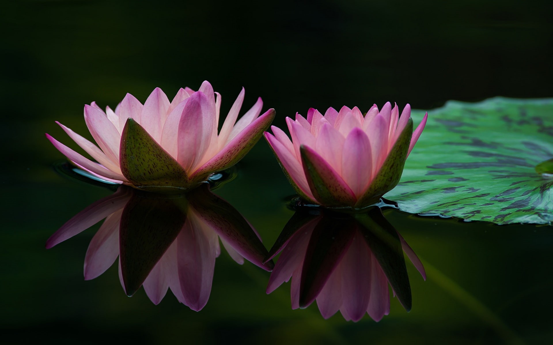 Leaf, 1080P, Lily, lotus, Pink, Flowers, Two, Reflection, Water, Petals, HD Wallpaper