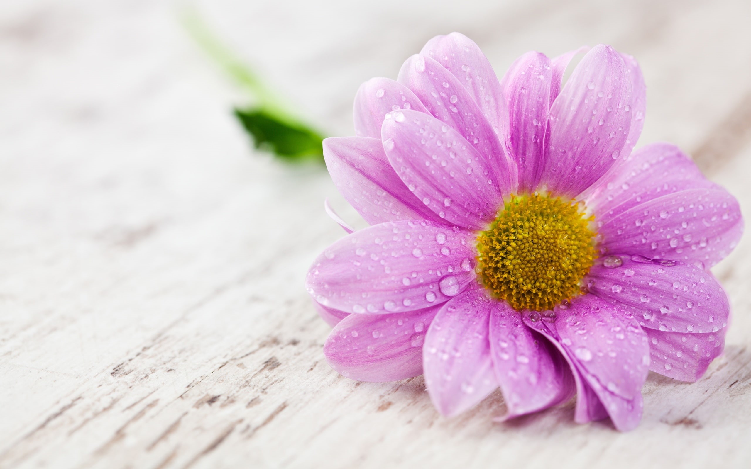 Photography, Pink, Macro, 2K, Petals, Water, Drops, Flower, HD Wallpaper