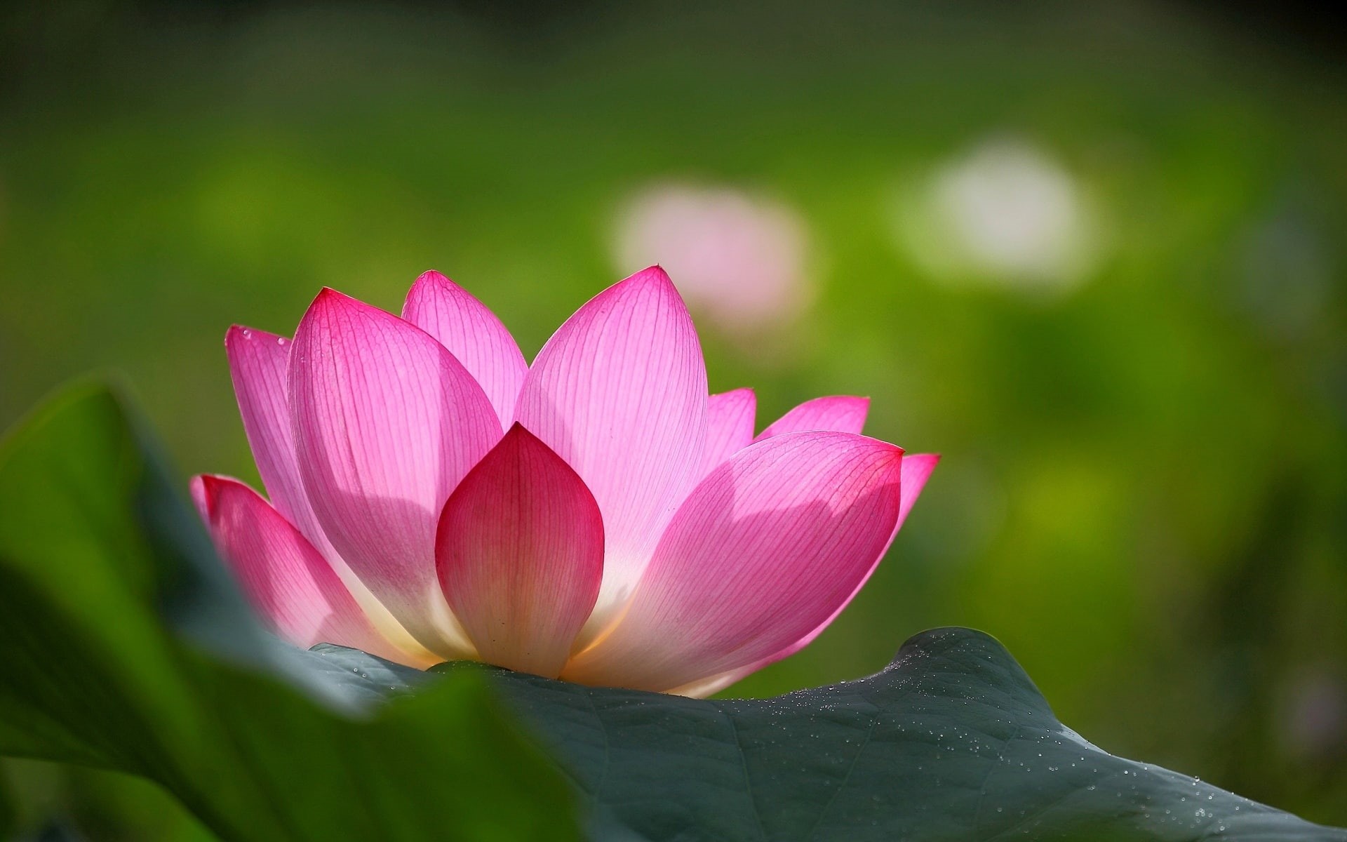 Lotus, Pink, Blur, Flower, Green, Leaves, 1080P, Background, HD Wallpaper
