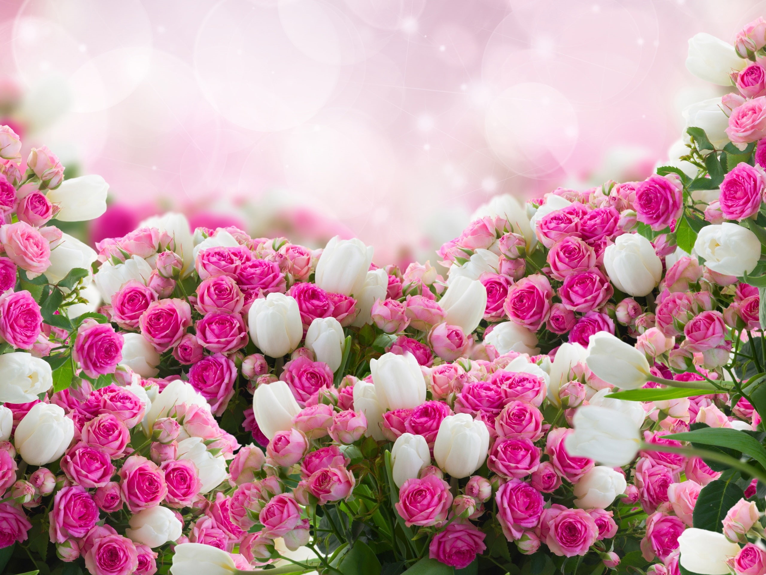 White, Flowers, 2K, Rose, Tulips, Many, Pink, HD Wallpaper