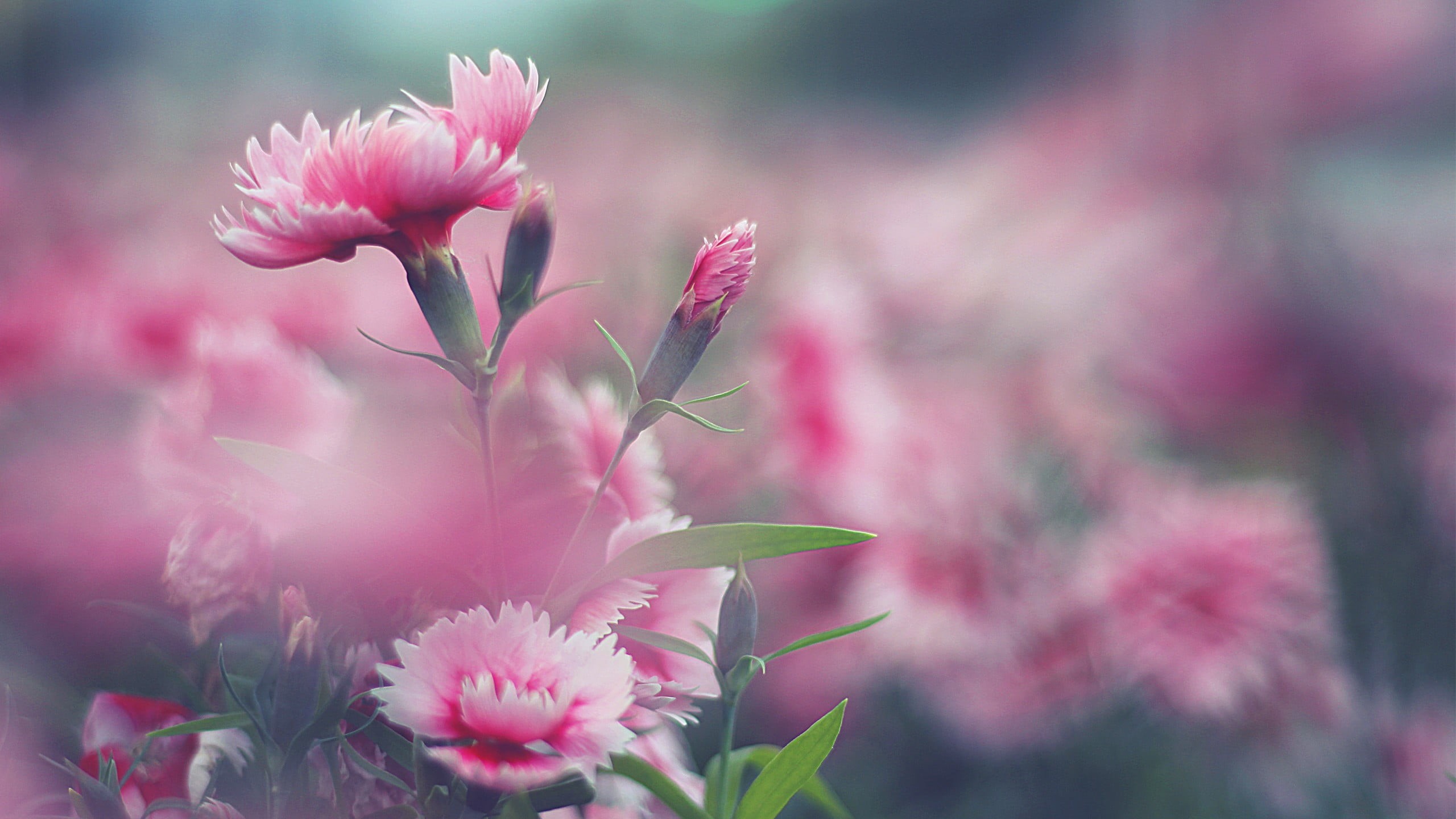 focus on foreground, petal, flower arrangement, inflorescence, pink, ornamental garden, freshness, outdoors, plant part, no people, flower, pink flowers, HD Wallpaper