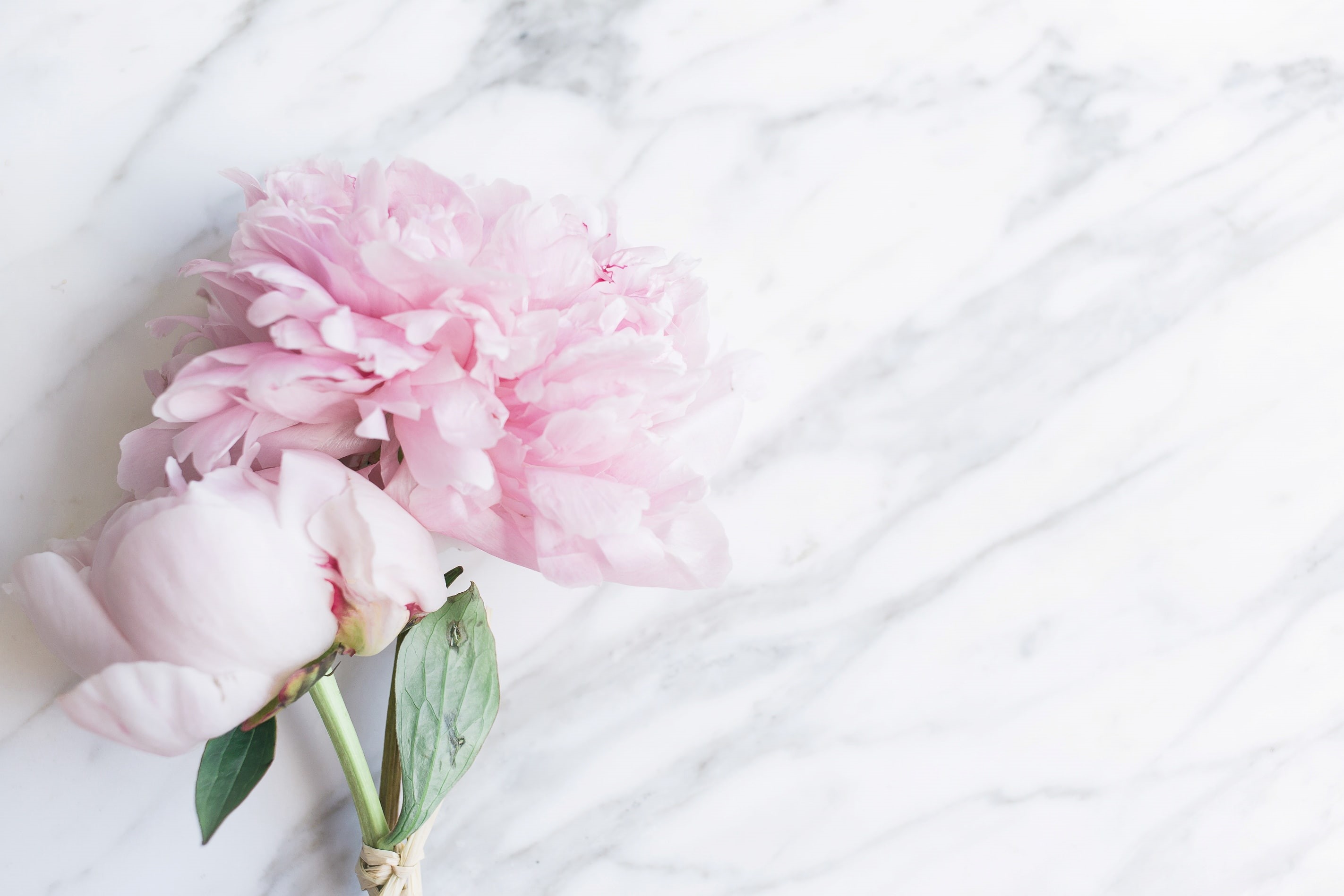 peonies, tender, bouquet, marble, 2K, flowers, pink, HD Wallpaper