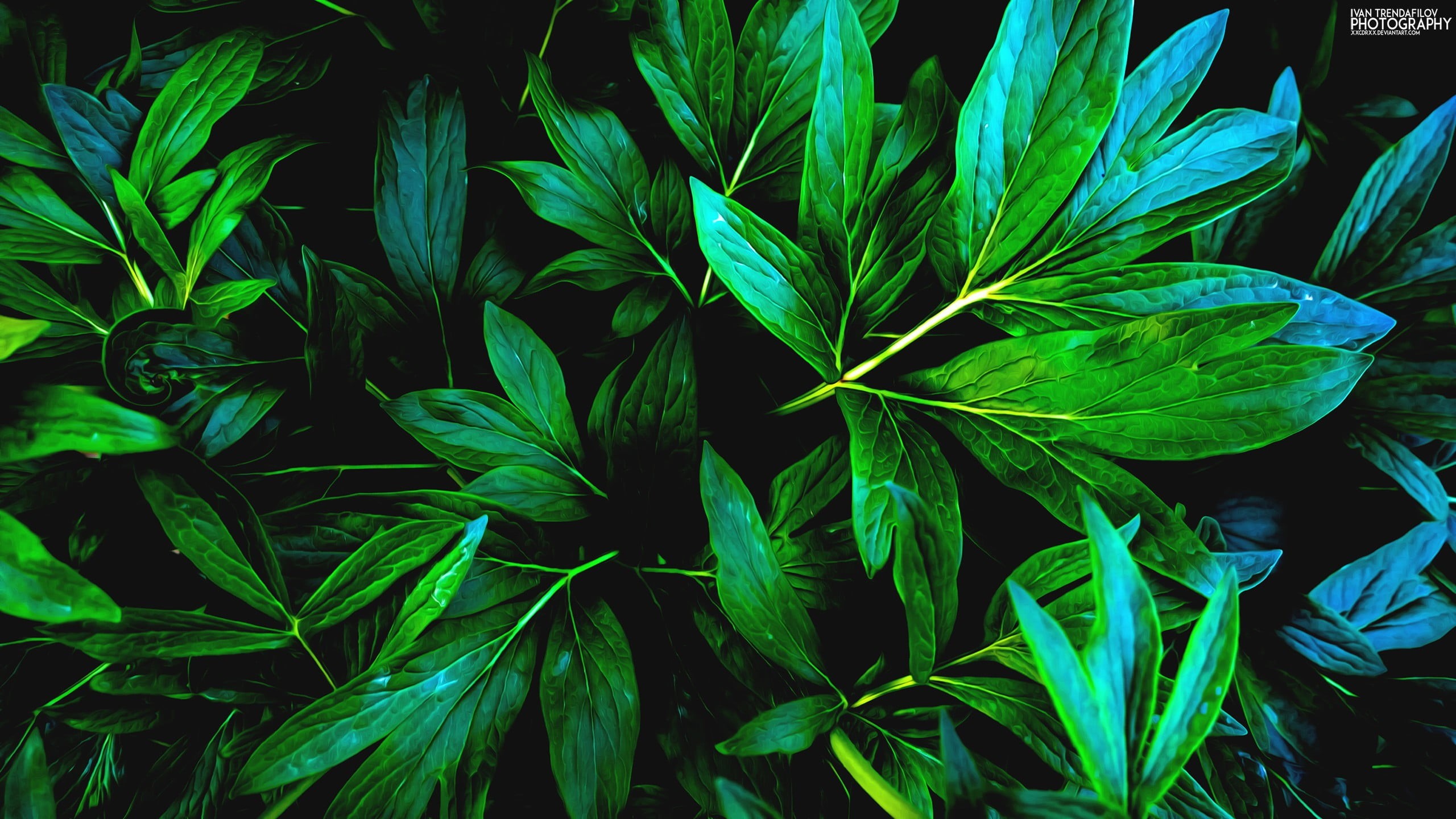 herb, medicine, green color, green, leaf, plants, 2K, plant part, plant, freshness, food and drink, no people, close-up, nature, healthcare and medicine, HD Wallpaper