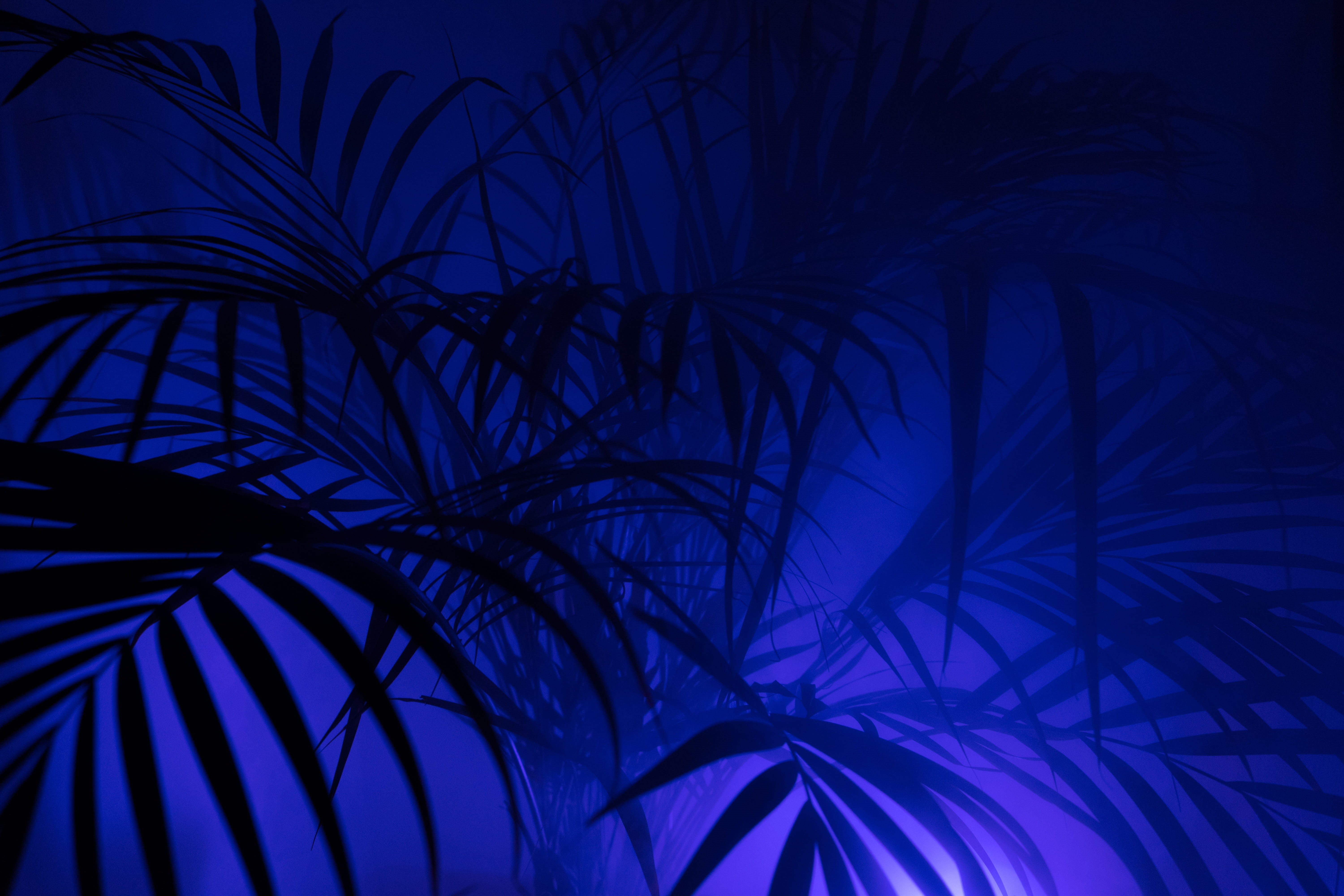 outdoors, schemes, lighting, Hip, Fog, disco, neon, futuristic, artistically, plant, nature, palm leaf, coconut palm tree, lamp, light, full frame, series image, HD Wallpaper
