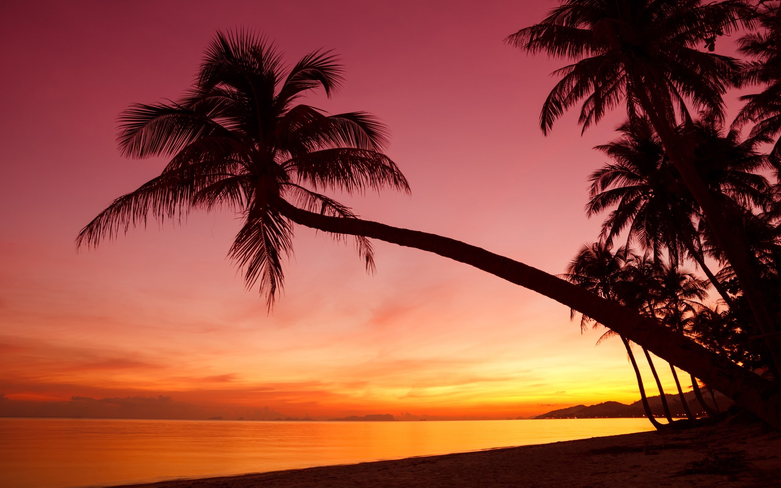 2K, Trees, Sea, Tropical, Palm, Sunset, Beach, Silhouette, HD Wallpaper