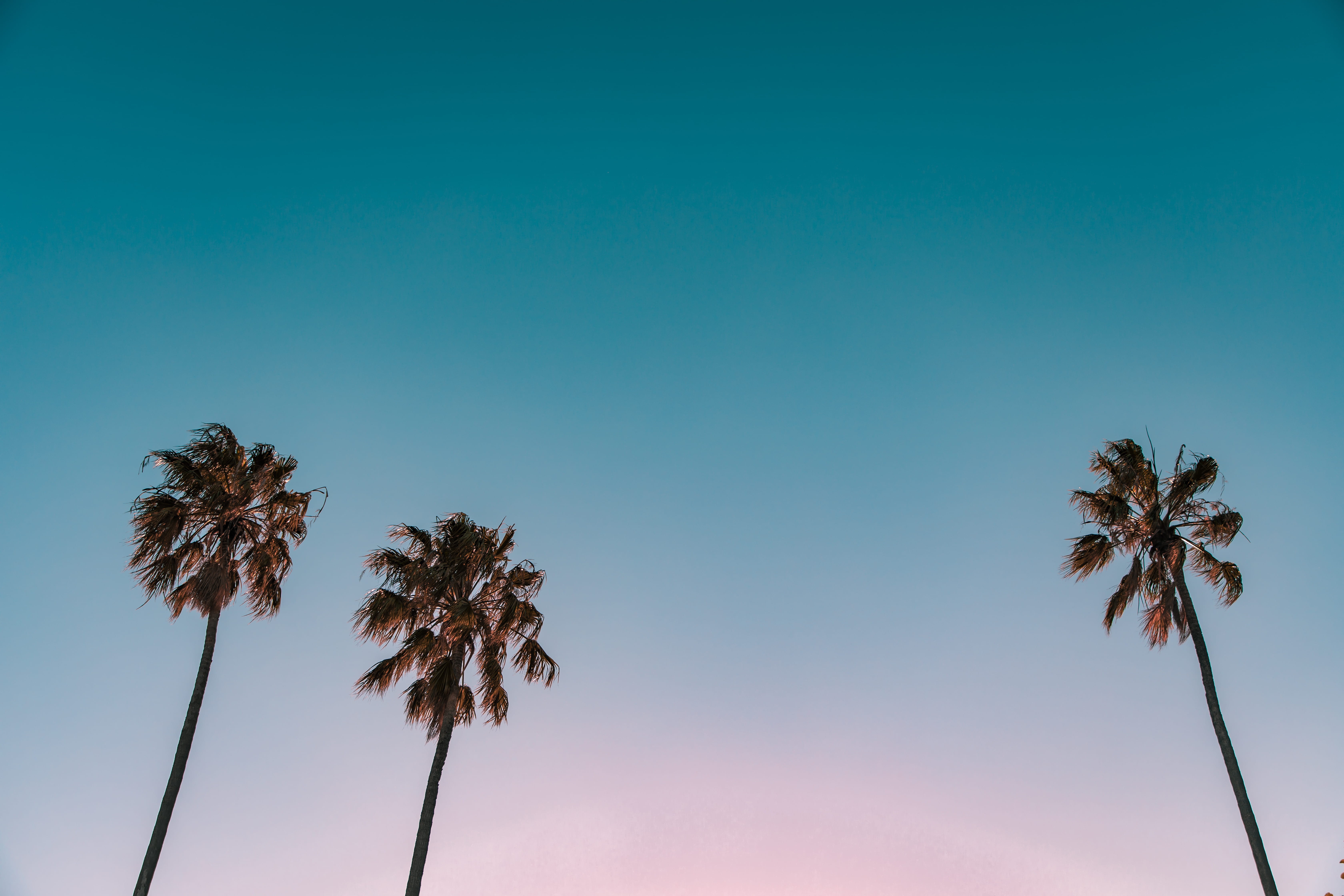 vacation, summer, exotic, holiday, low, beauty in nature, low angle view, minimal, palm tree, plant, sky, 5K, growth, three, tree trunk, blue, tropical, HD Wallpaper