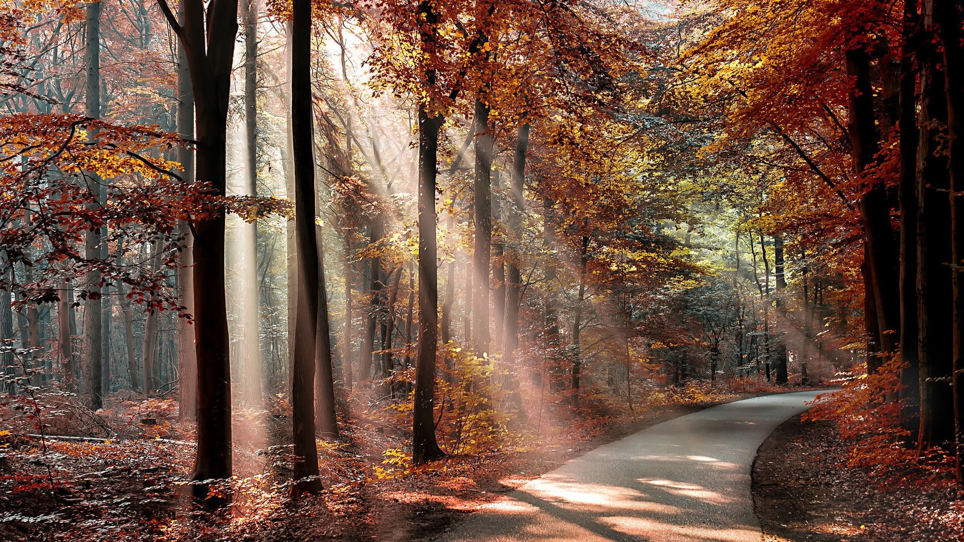 leaves, leaf, growth, trunk, tranquil scene, forest, tree, woodland, trees, tree trunk, nature, land, sunlight, outdoors, change, landscape, 1080P, orange, HD Wallpaper