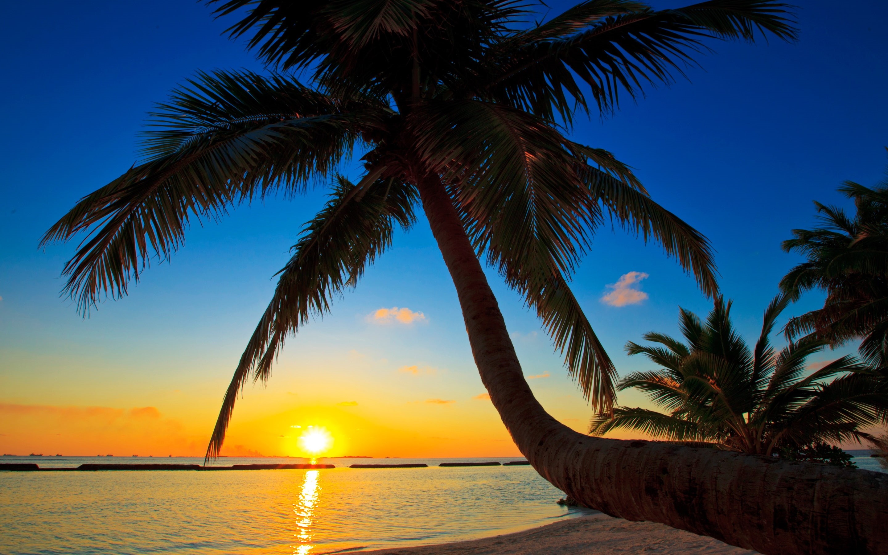 photo, Palma, Maldives, Tree, Sea, 2K, Beach, Sunset, Palm, HD Wallpaper