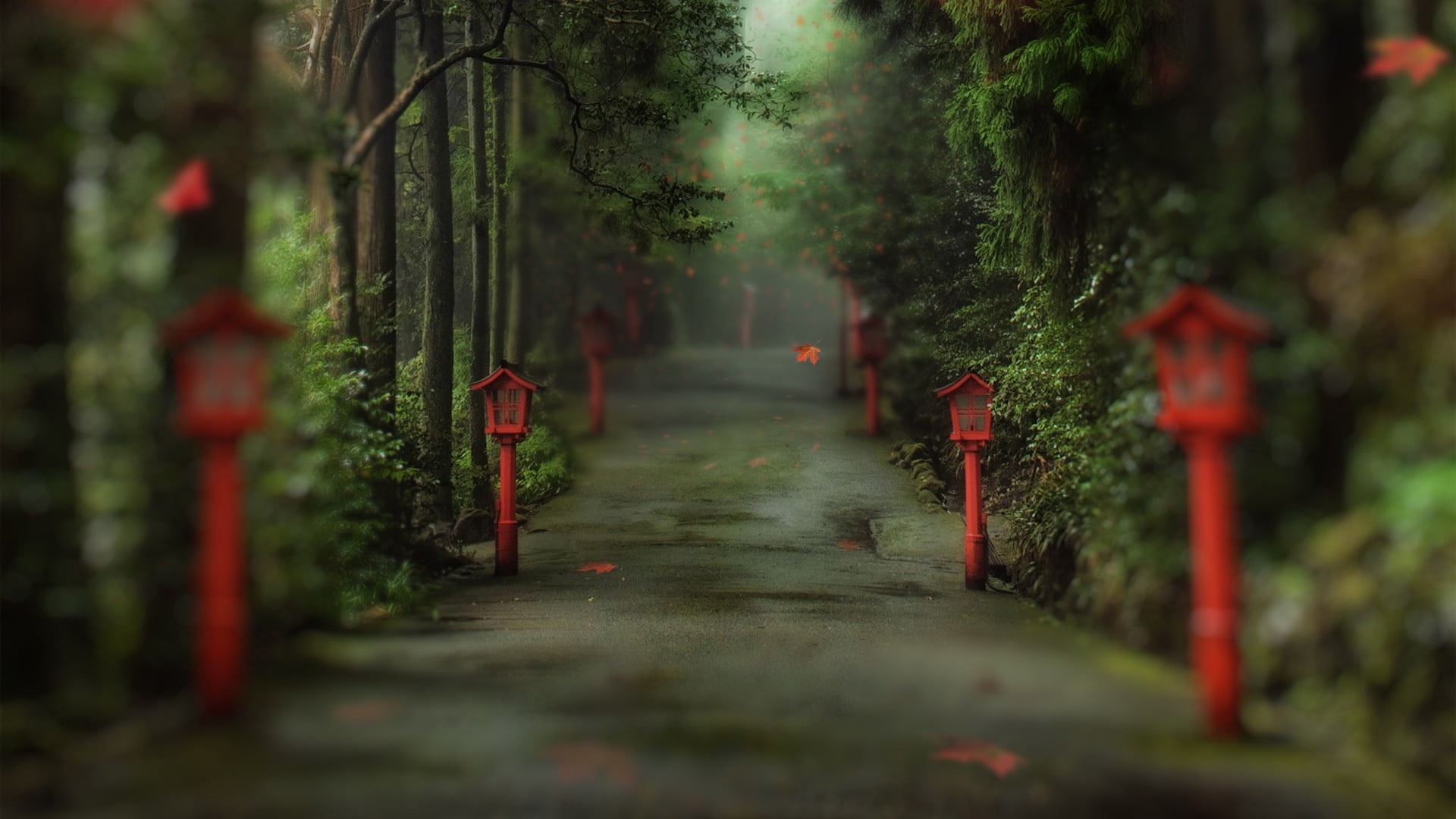 beauty in nature, leaf, old, nature, urban Scene, green Color, the way forward, forest, selective focus, depth of field, leaves, landscape, tranquil scene, HD Wallpaper