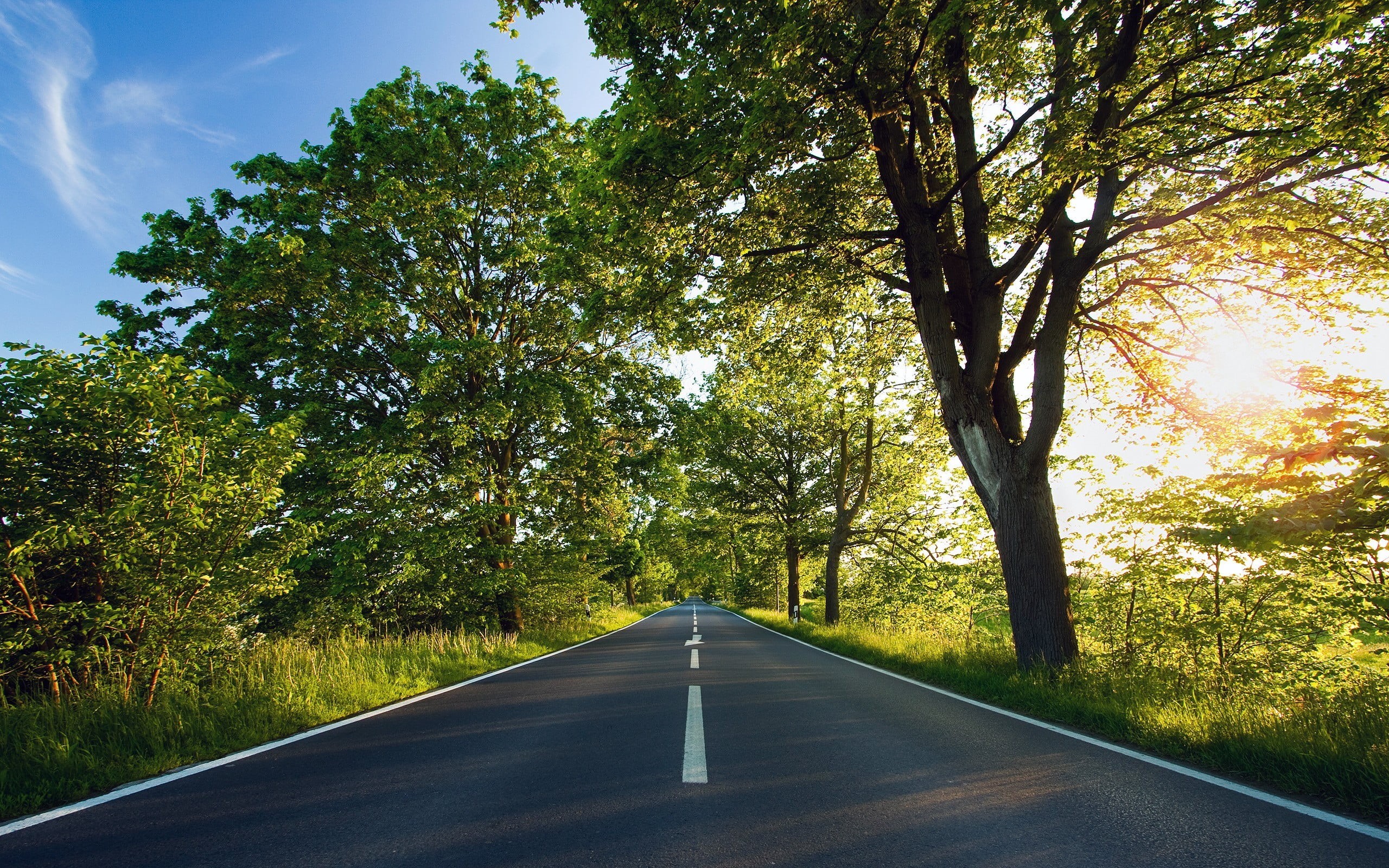 2K, no people, nature, outdoors, treelined, sunlight, tree, tranquility, plant, sky, trees, transportation, road marking, day, the way forward, growth, HD Wallpaper