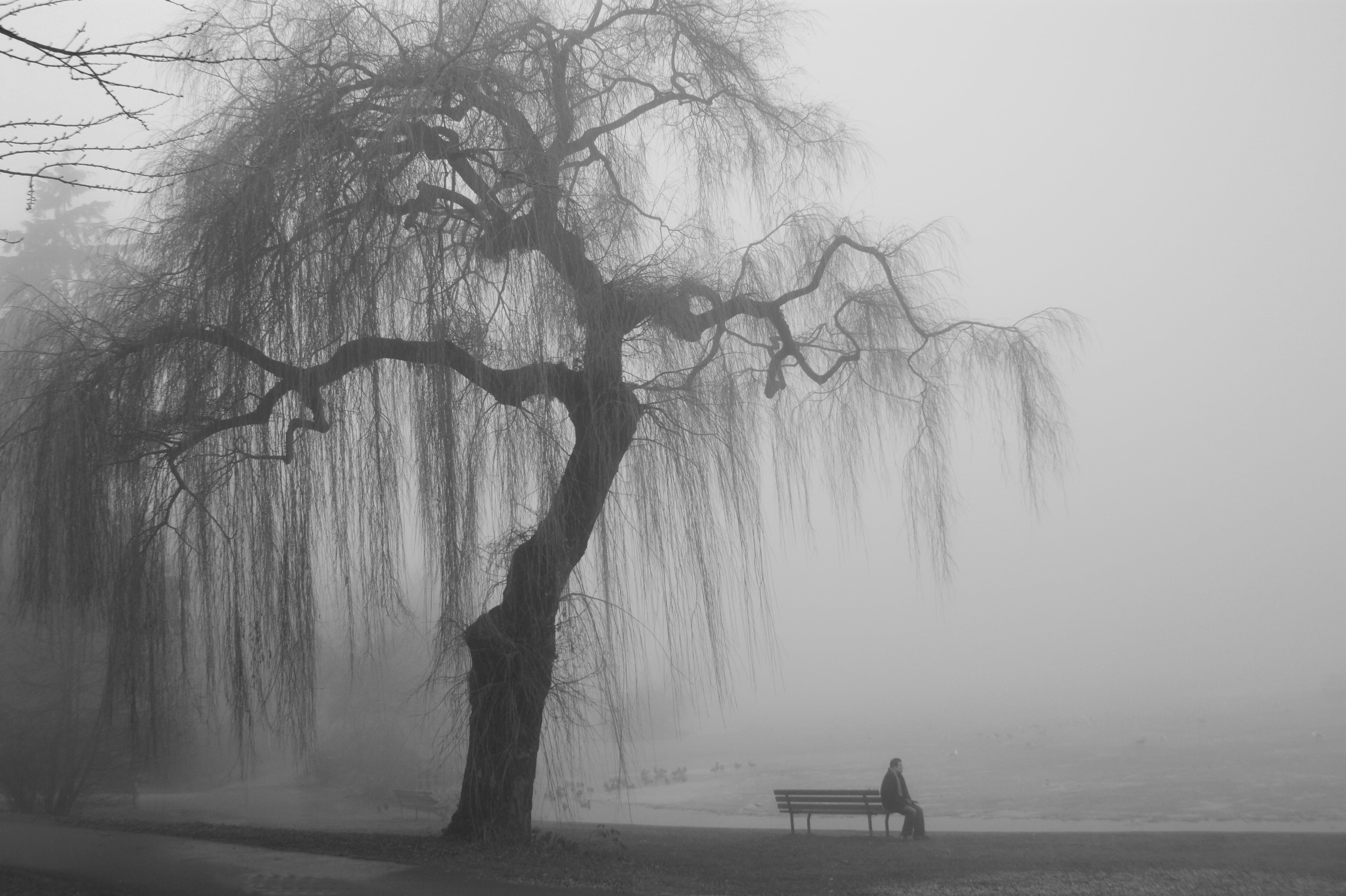 sitting, tree, person, scenics - nature, landscape, photo, non-urban scene, people, trunk, tranquil scene, real people, trees, fog, nature, beside, land, HD Wallpaper