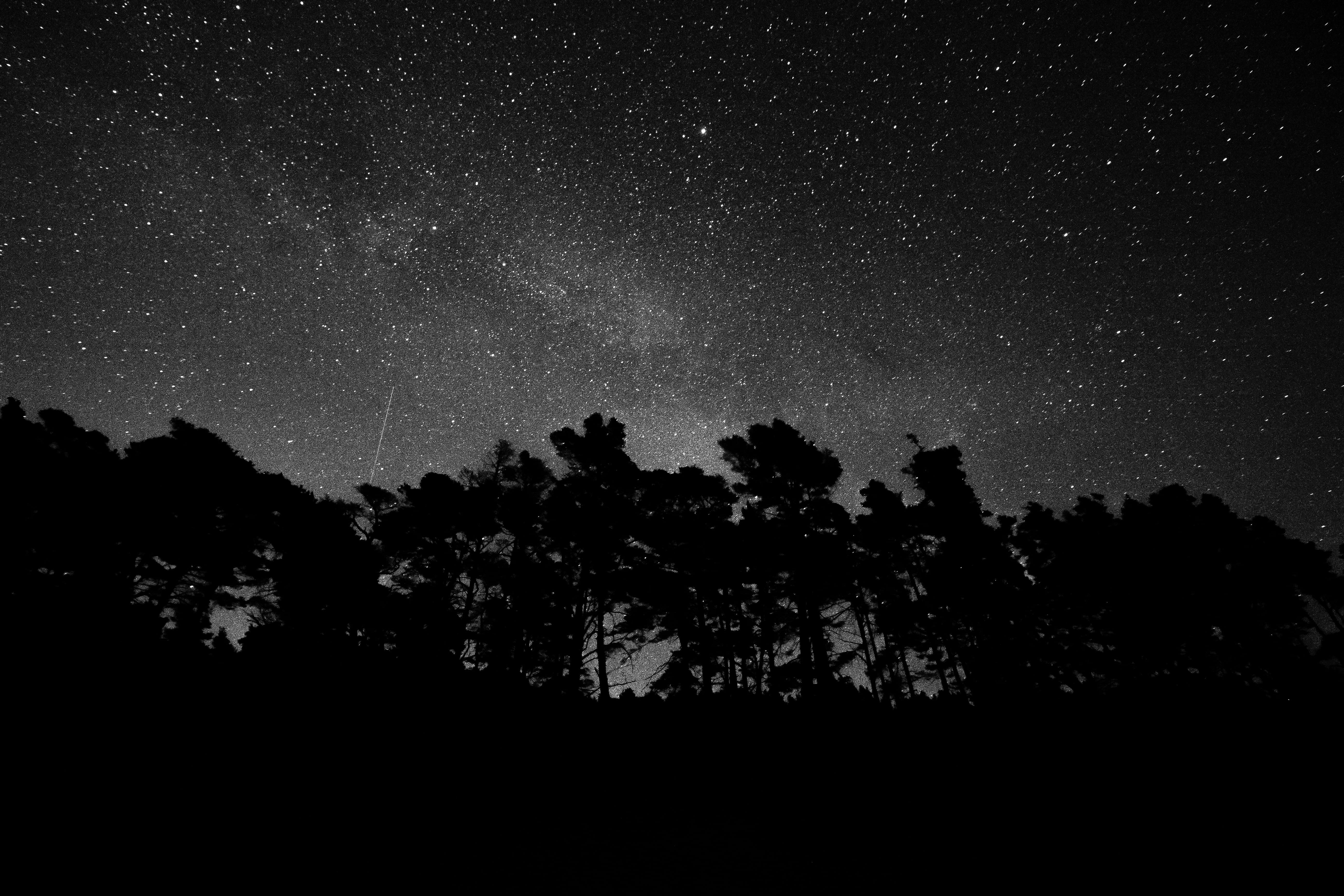 tranquil scene, low angle view, nature, night, star, plant, evergreen, star - space, tranquility, blackandwhite, dreamy, trees, silhouette, space, 5K, HD Wallpaper