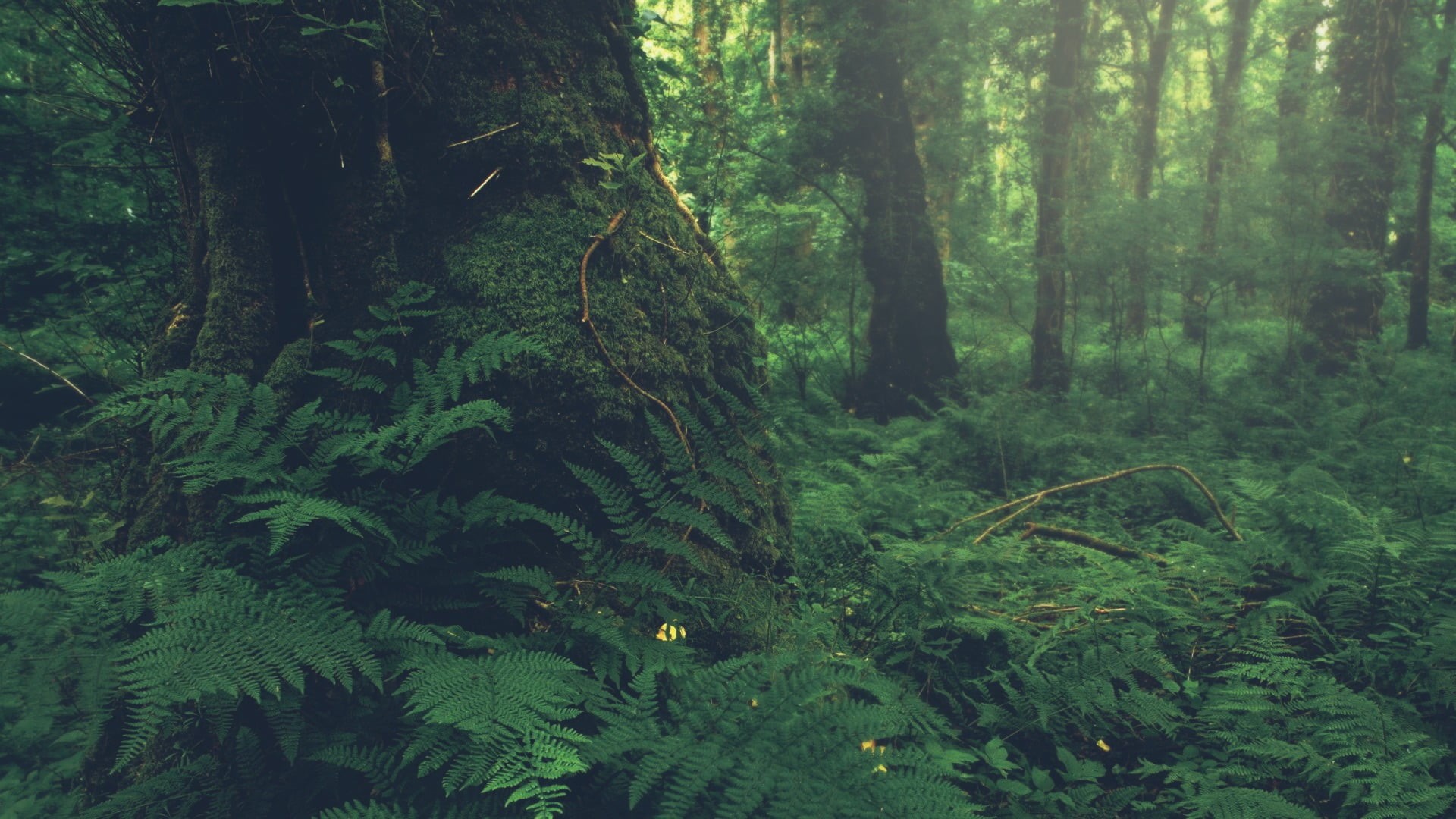 ferns, tree, green color, leaf, rainforest, trunk, non-urban scene, land, green, leaves, plant, outdoors, tree trunk, plant part, foliage, no people, mist, HD Wallpaper