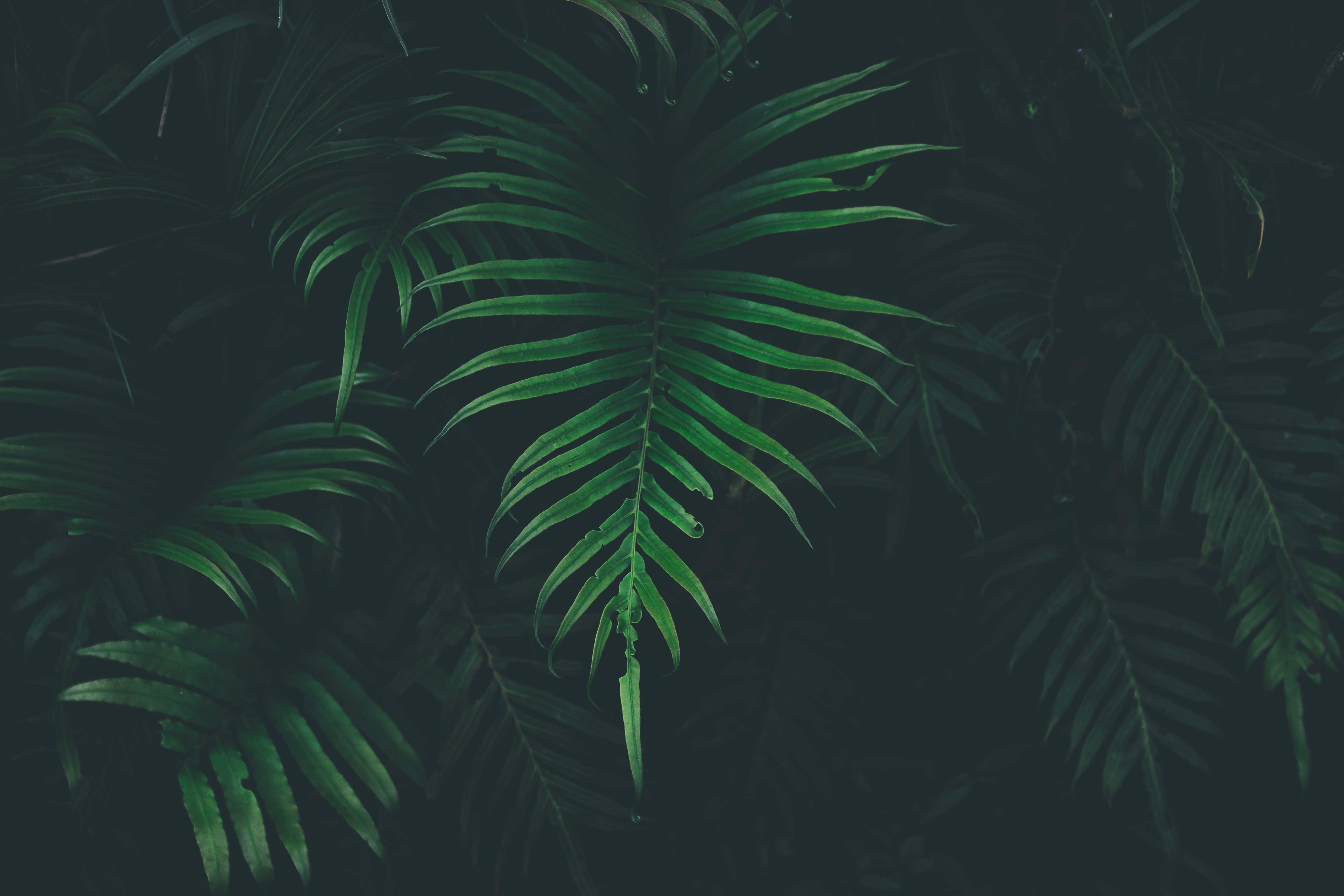 plant part, shadow, palm leaf, tranquility, tropical Rainforest, black, green, freshness, tropical Climate, no people, background, full frame, palm Tree, HD Wallpaper