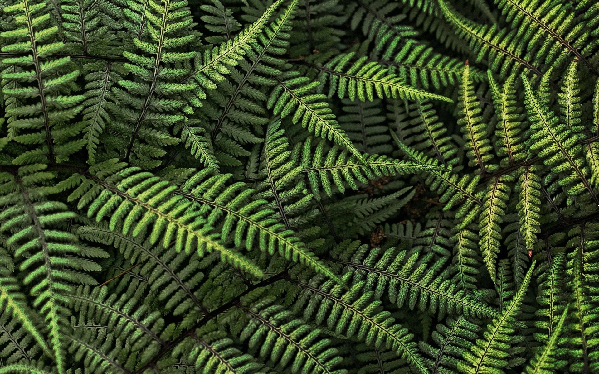 botany, day, backgrounds, plants, plant, leaves, ferns, nature, 1080P, leaf, growth, plant part, freshness, high angle view, pattern, close-up, full frame, HD Wallpaper