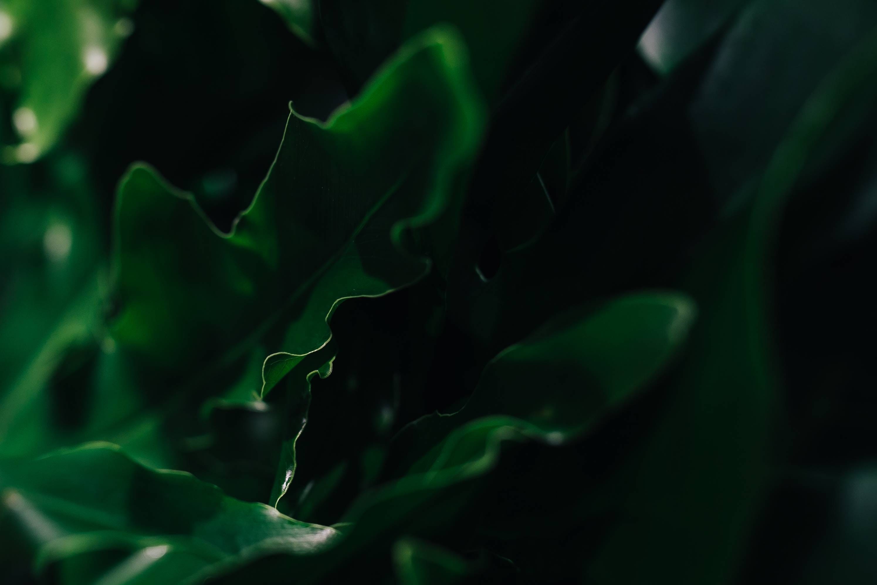 growth, vulnerability, freshness, ups, selective focus, green Color, plant, beauty in nature, extreme close-up, no people, close-up, plant part, outdoors, HD Wallpaper