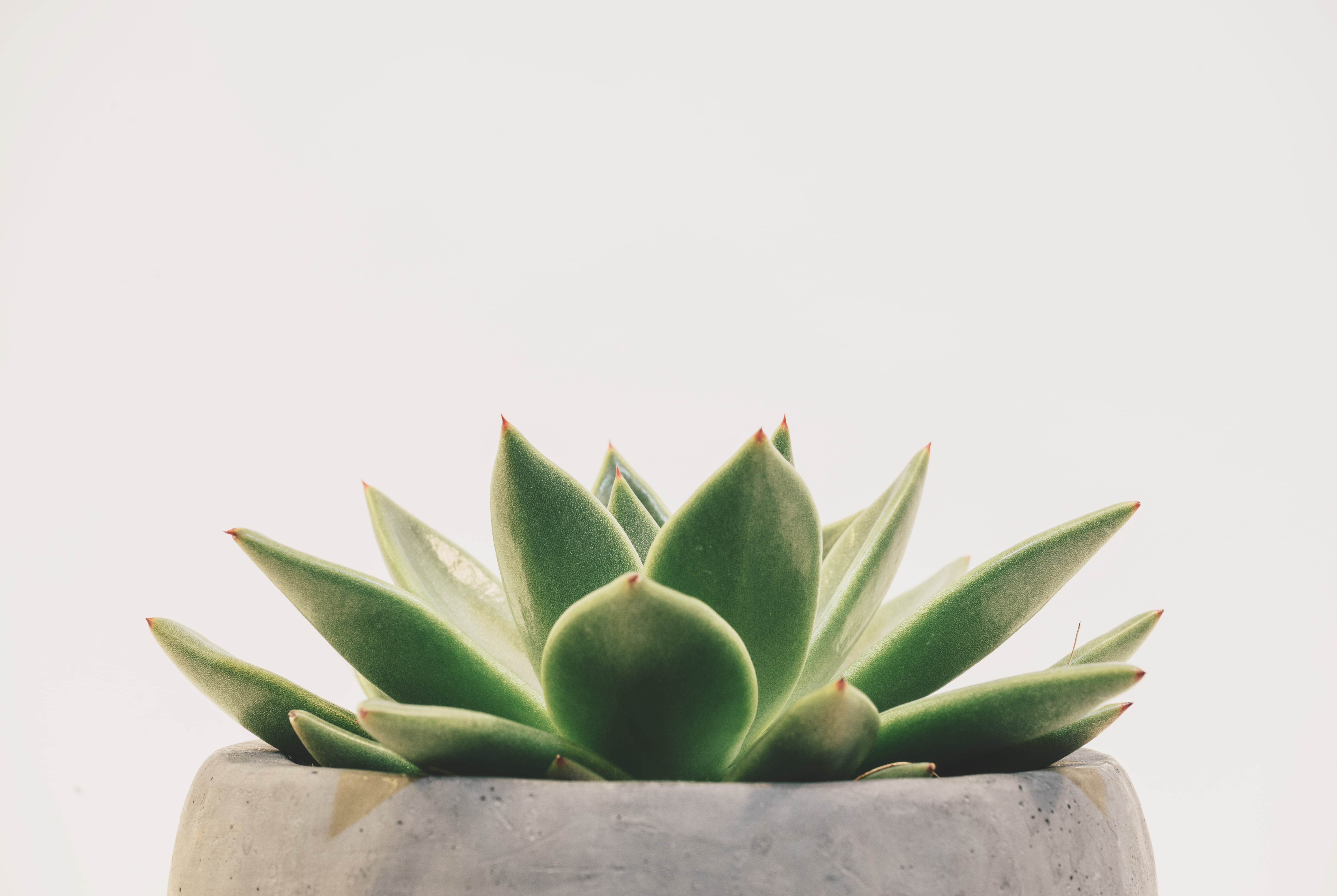  indoors, green, leaf, potted plant, growth, pot plant, desktop backgrounds, plant, close-up, nature, white background, 5K, mac, HD, HD Wallpaper