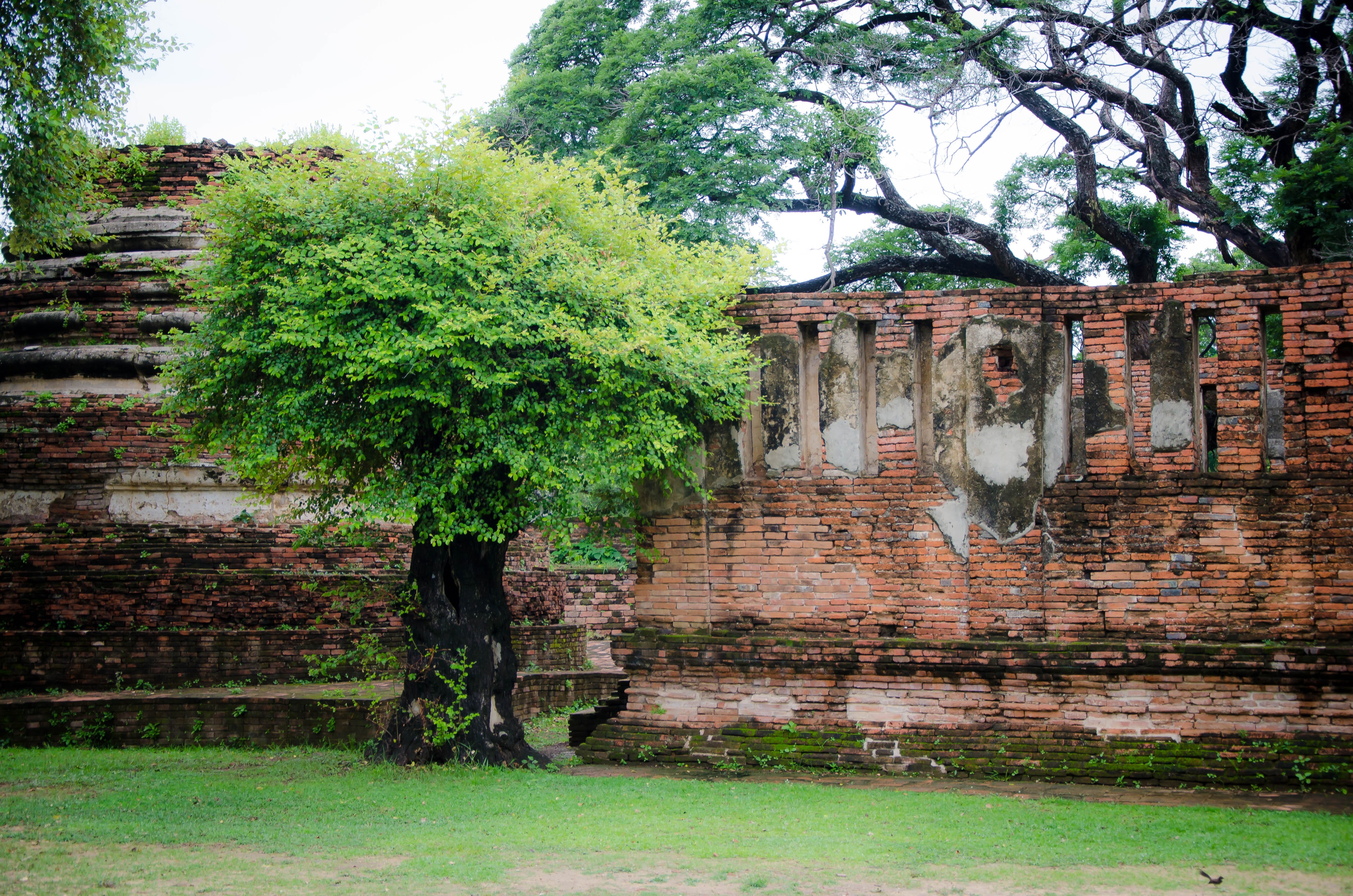 dirty, grunge, rough, ruined, background, tree, surface, material, backdrop, architecture, urban, nature, rustic, room, thailand, built structure, HD Wallpaper