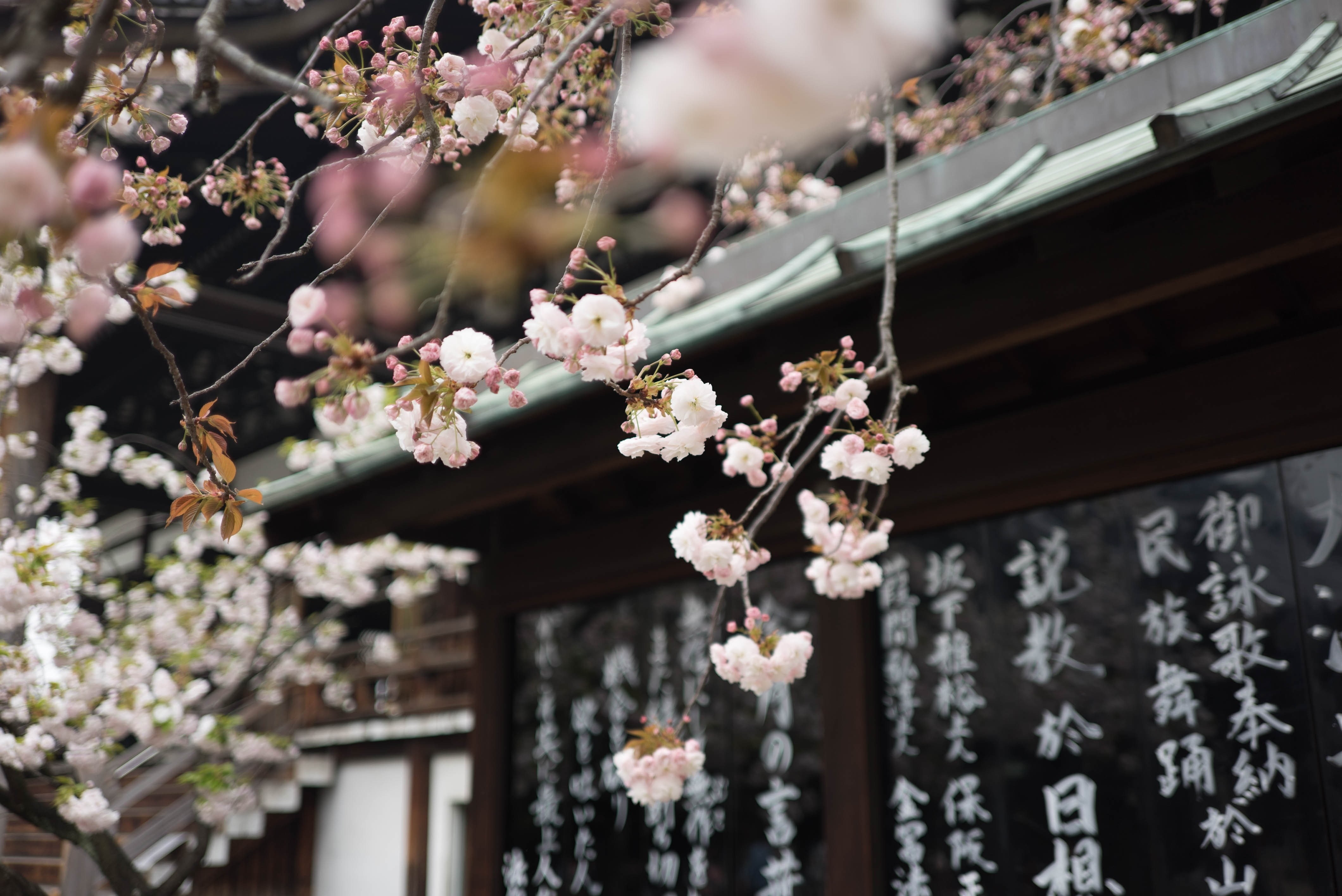 kanji, focus on foreground, fragility, shrine, no people, building exterior, 4K, plant, springtime, nature, architecture, beauty in nature, freshness, HD Wallpaper
