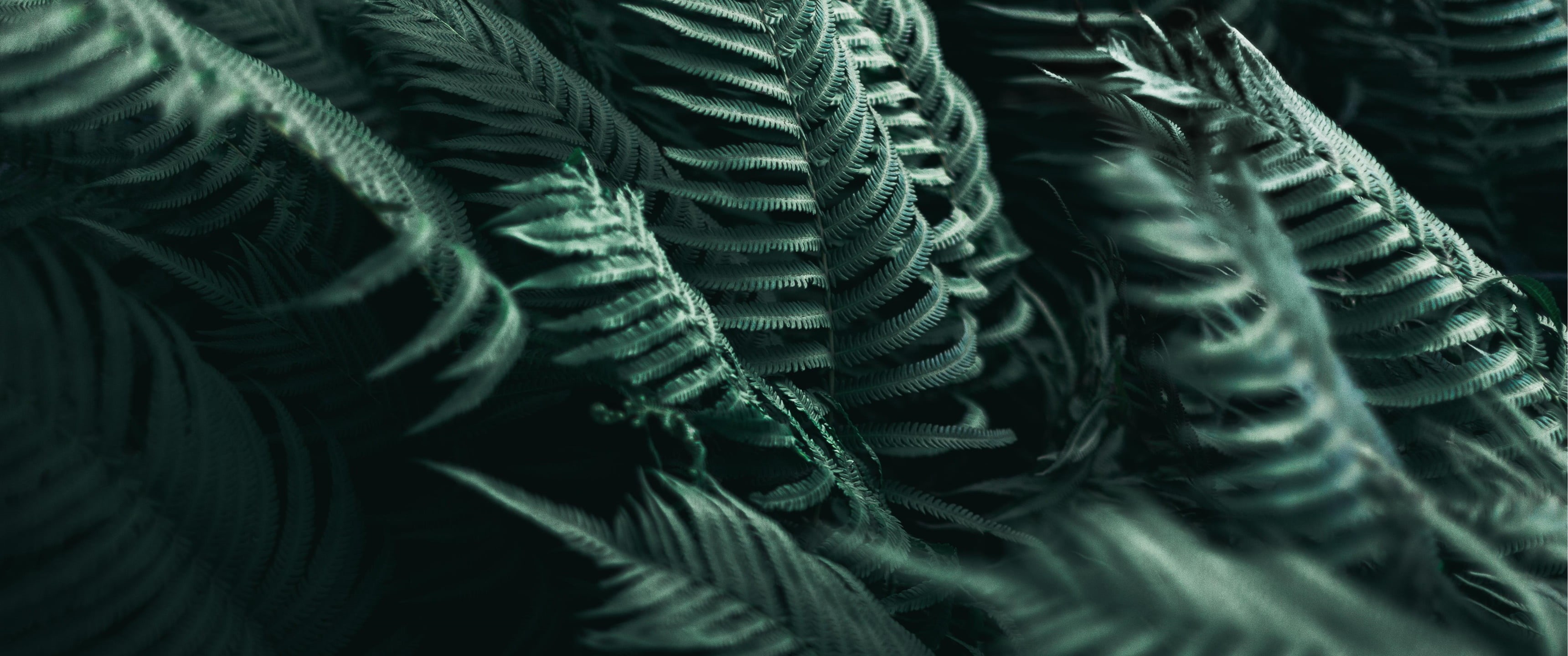 photography, 2K, ultrawide, ultra-wide, plants, HD Wallpaper