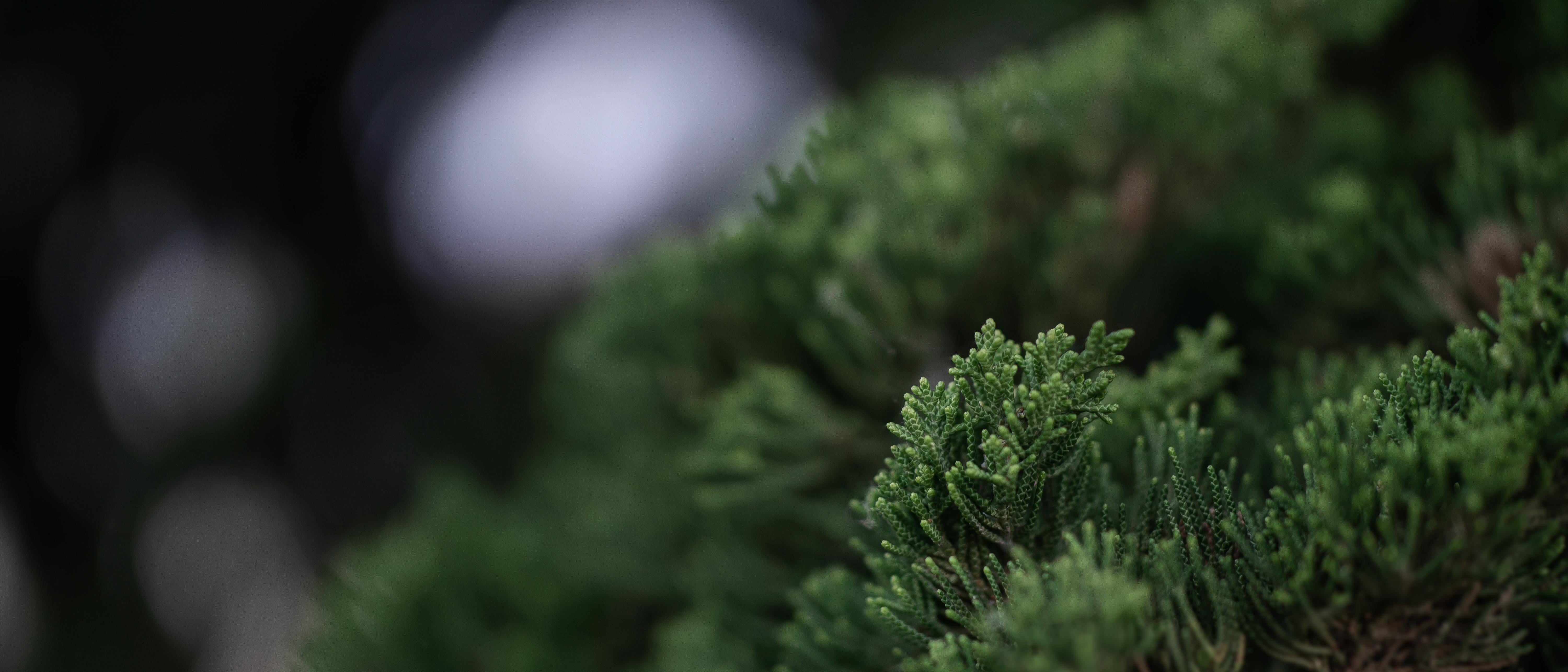 5K, ultrawide, photography, plants, ultra-wide, HD Wallpaper