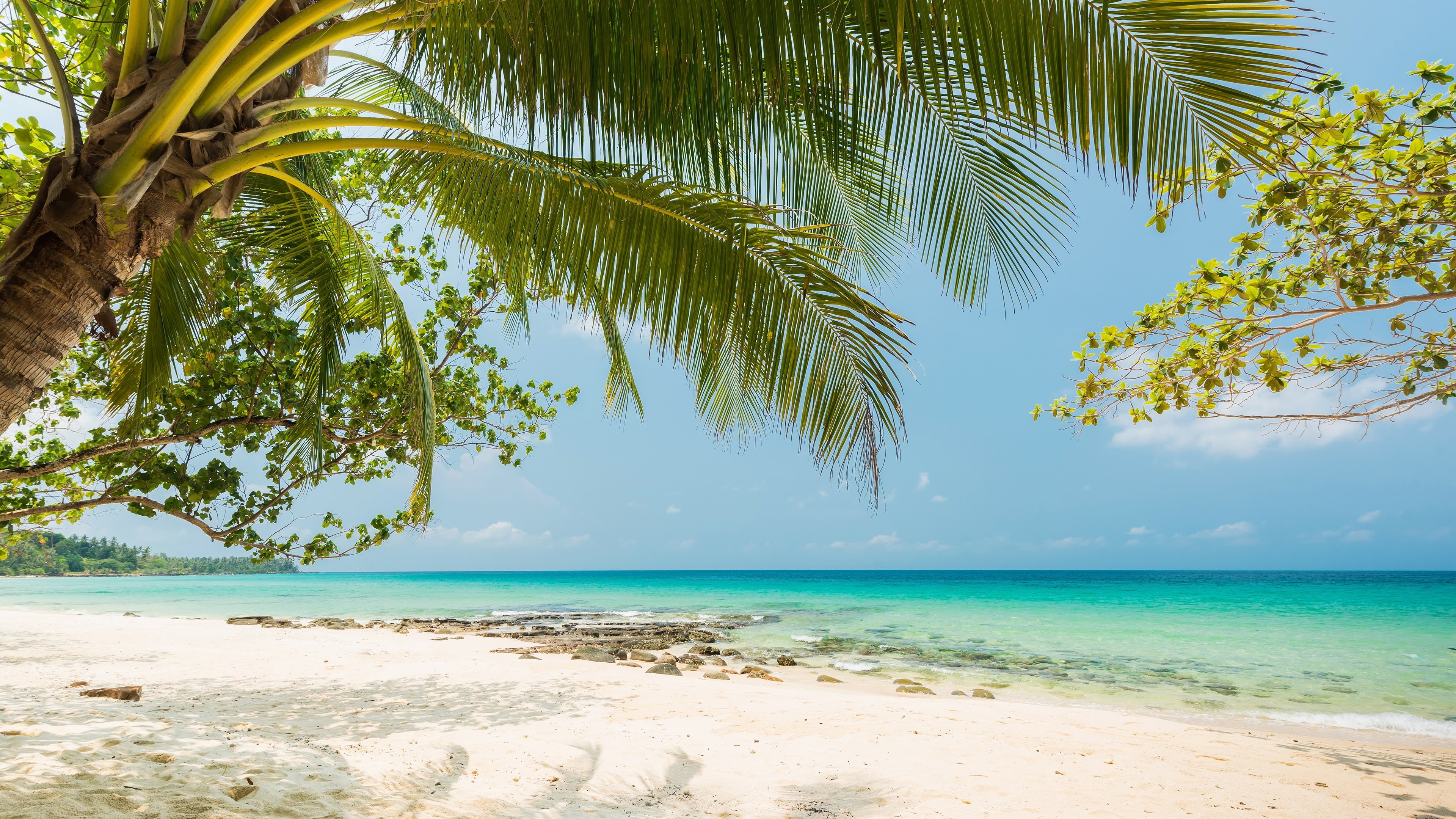 4K, summertime, palm tree, tropical beach, vacation, tropical, sea, beach, coast, sandy beach, tropics, ocean, shore, HD Wallpaper